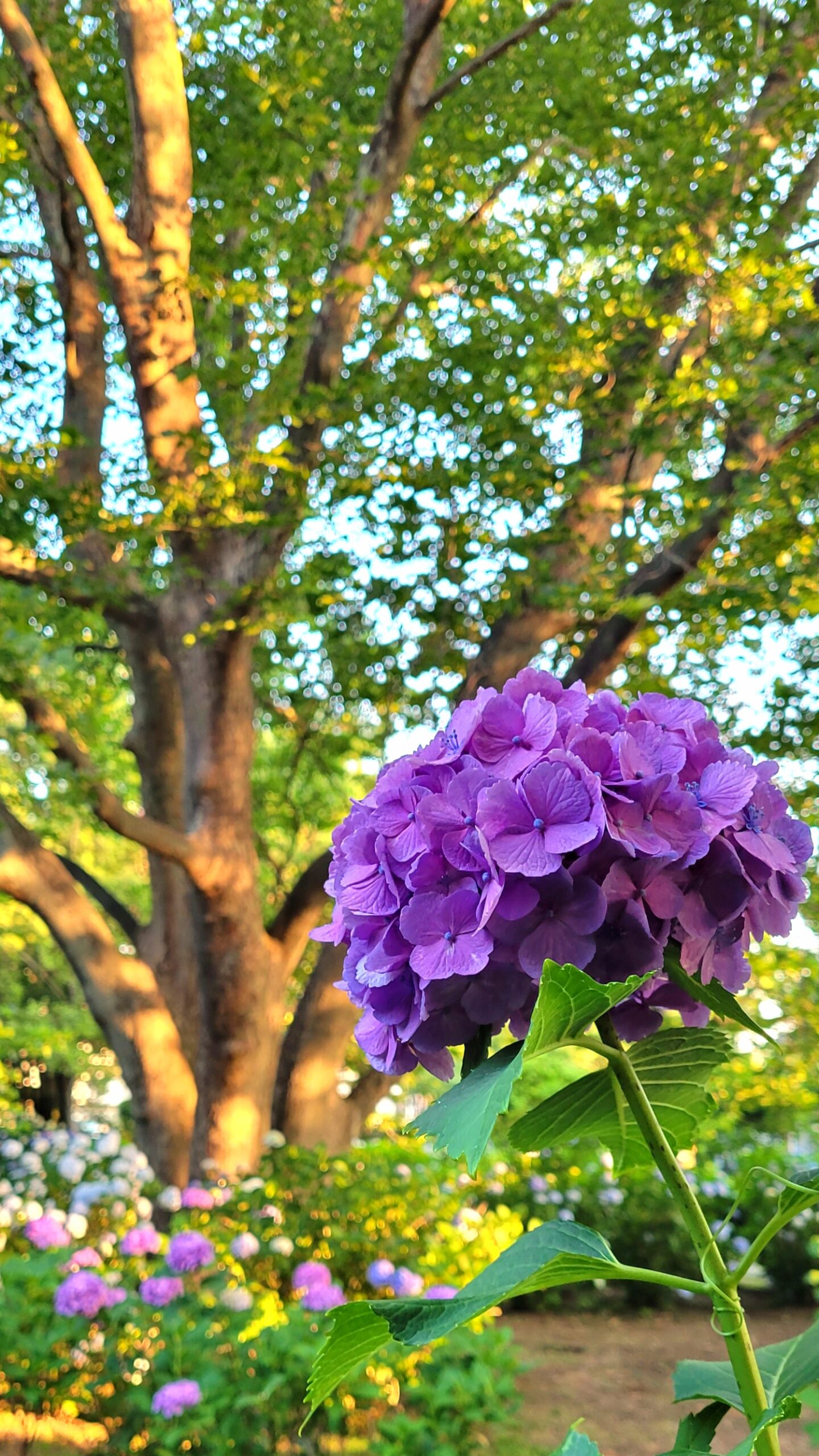 大宮第二公園にて、「大宮第二公園の森に広がる紫陽花の癒しスポット」と感じた写真です。