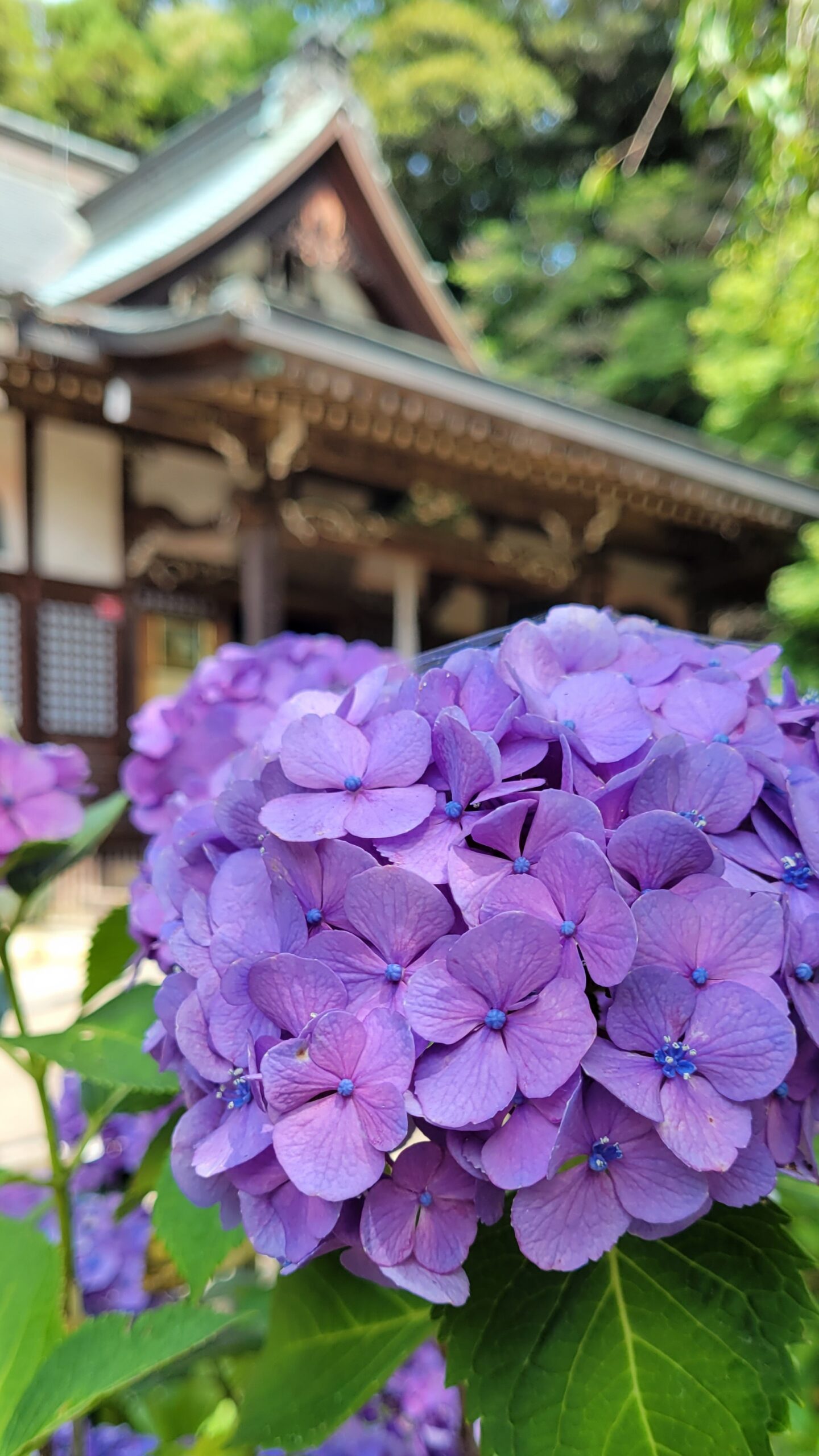 本土寺にて、「本土寺で咲き誇る美しい紫陽花とその景観」と感じた写真です。
