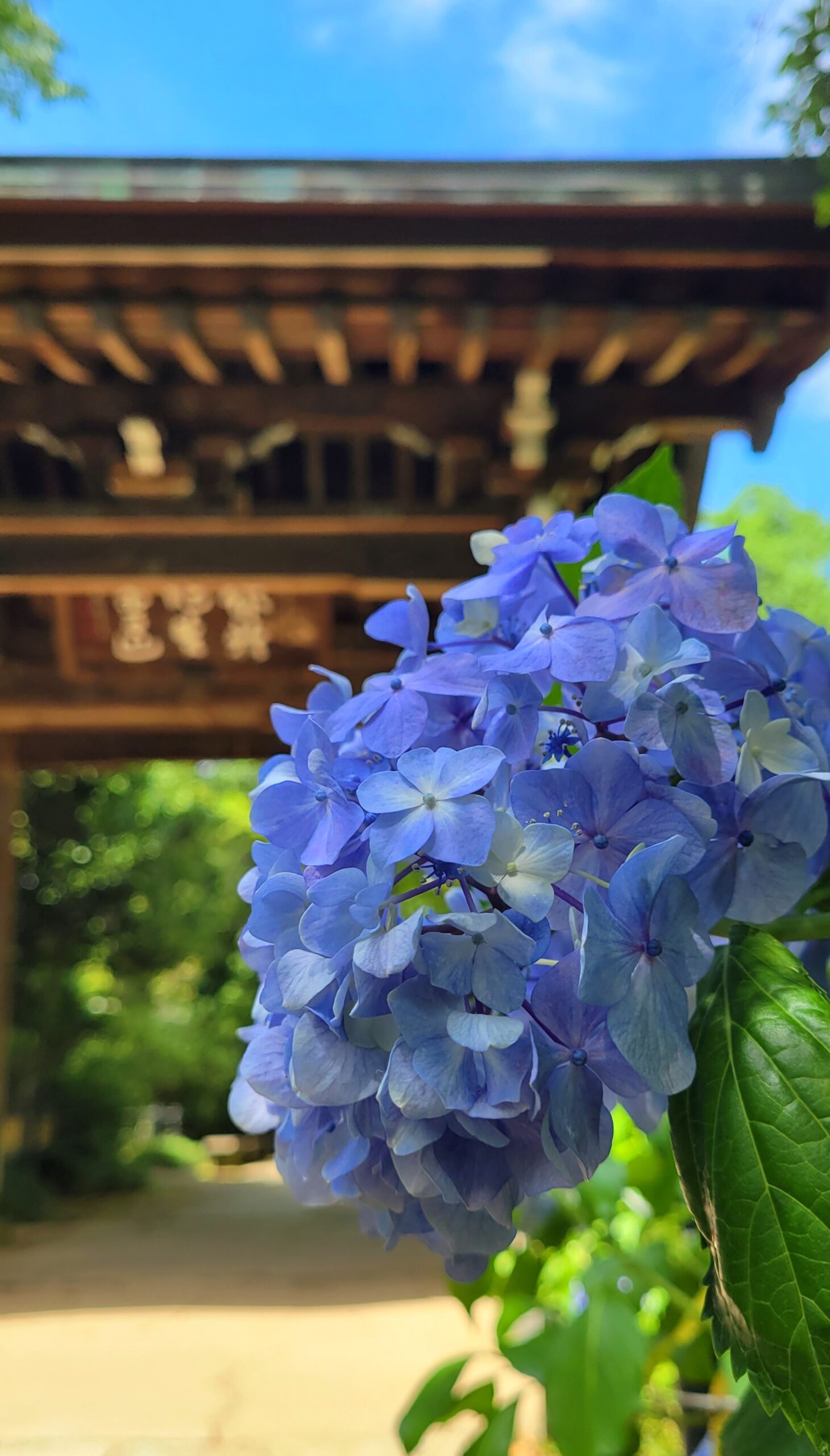 本土寺にて、「本土寺千葉の紫陽花寺で楽しむ花々と静かな時間」と感じた写真です。