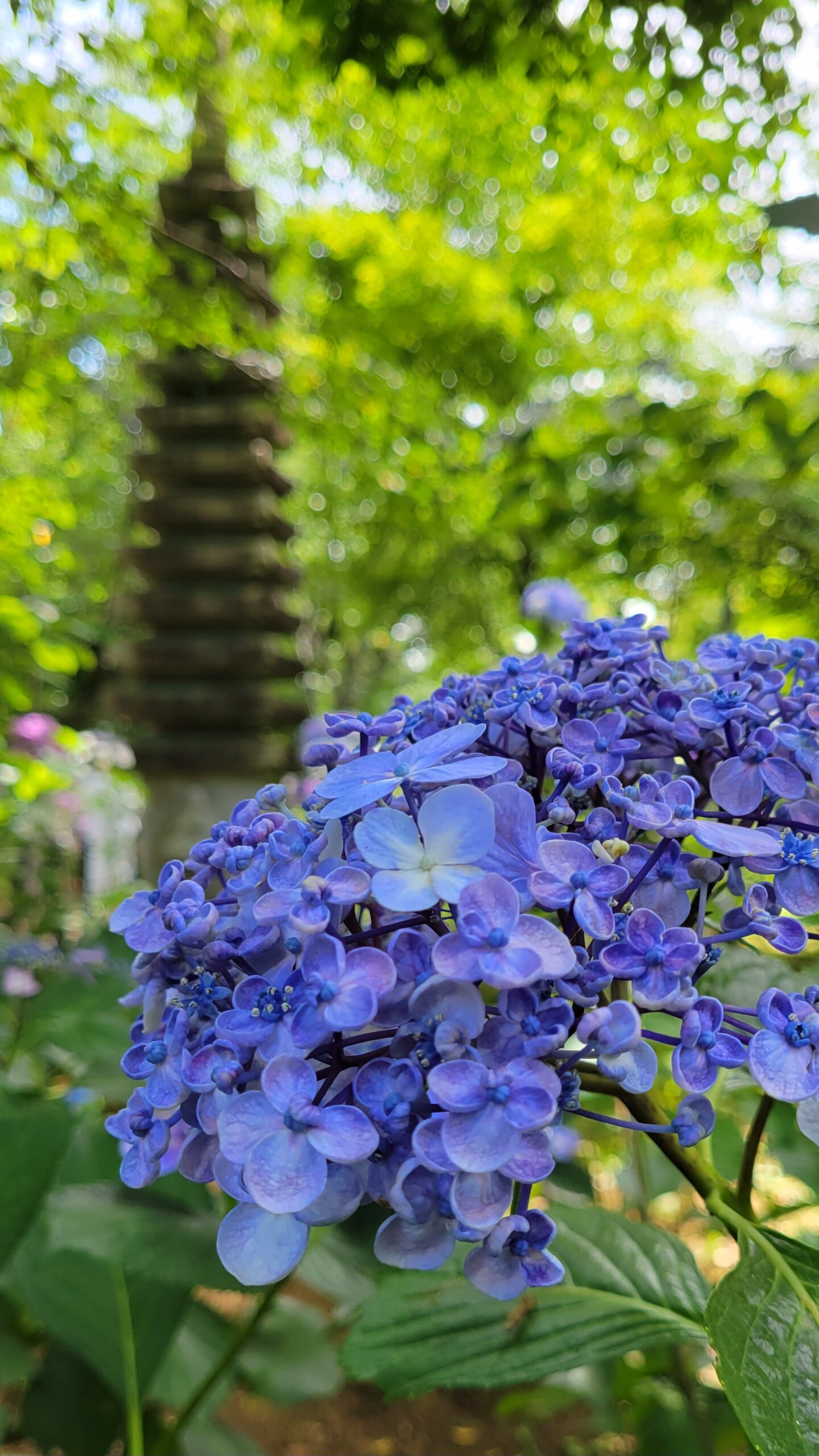 本土寺にて、「千葉県の本土寺美しい紫陽花が彩る春の風景」と感じた写真です。