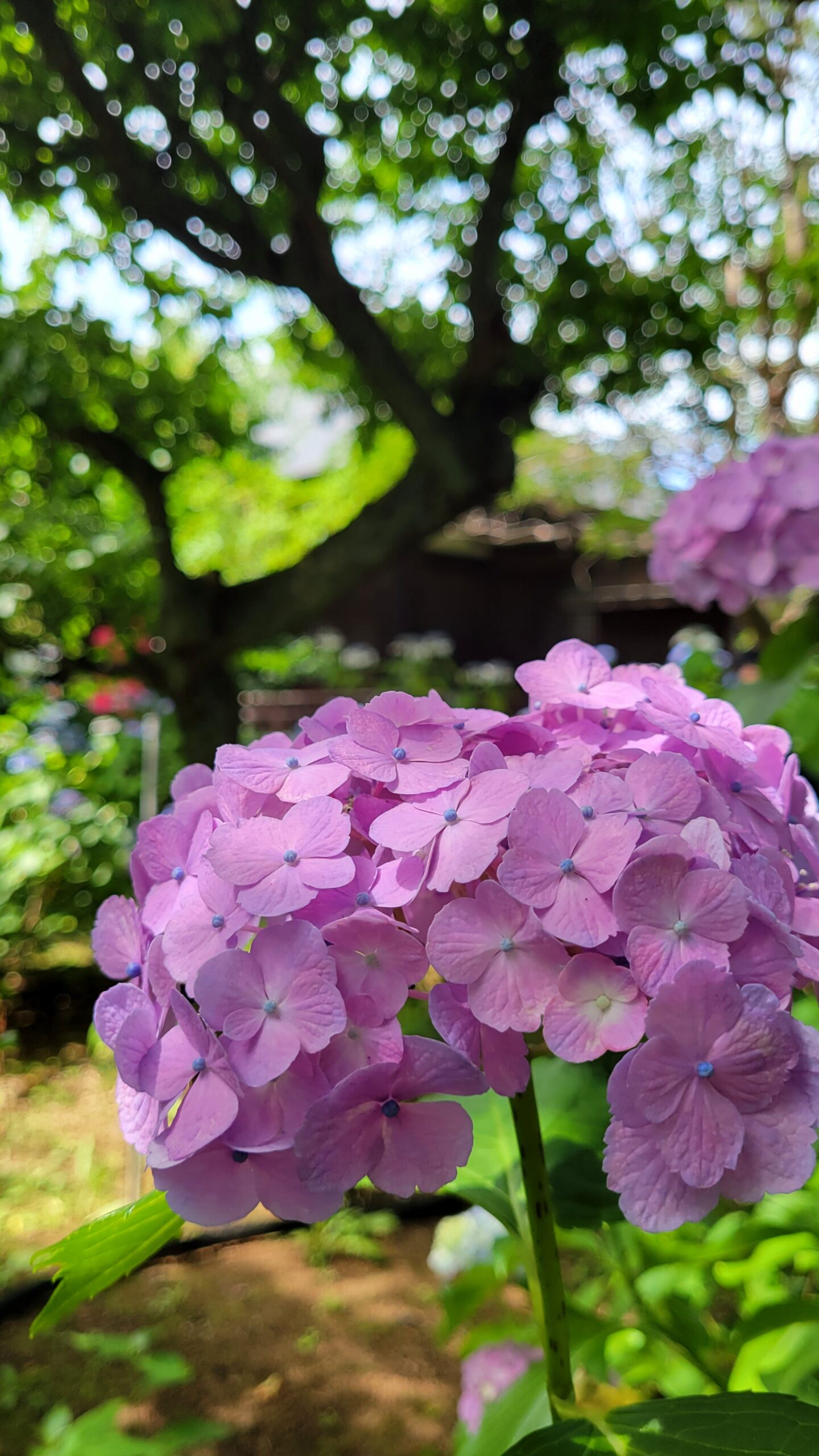 本土寺にて、「紫陽花の名所本土寺で訪れる人々を魅了する美しい景色」と感じた写真です。