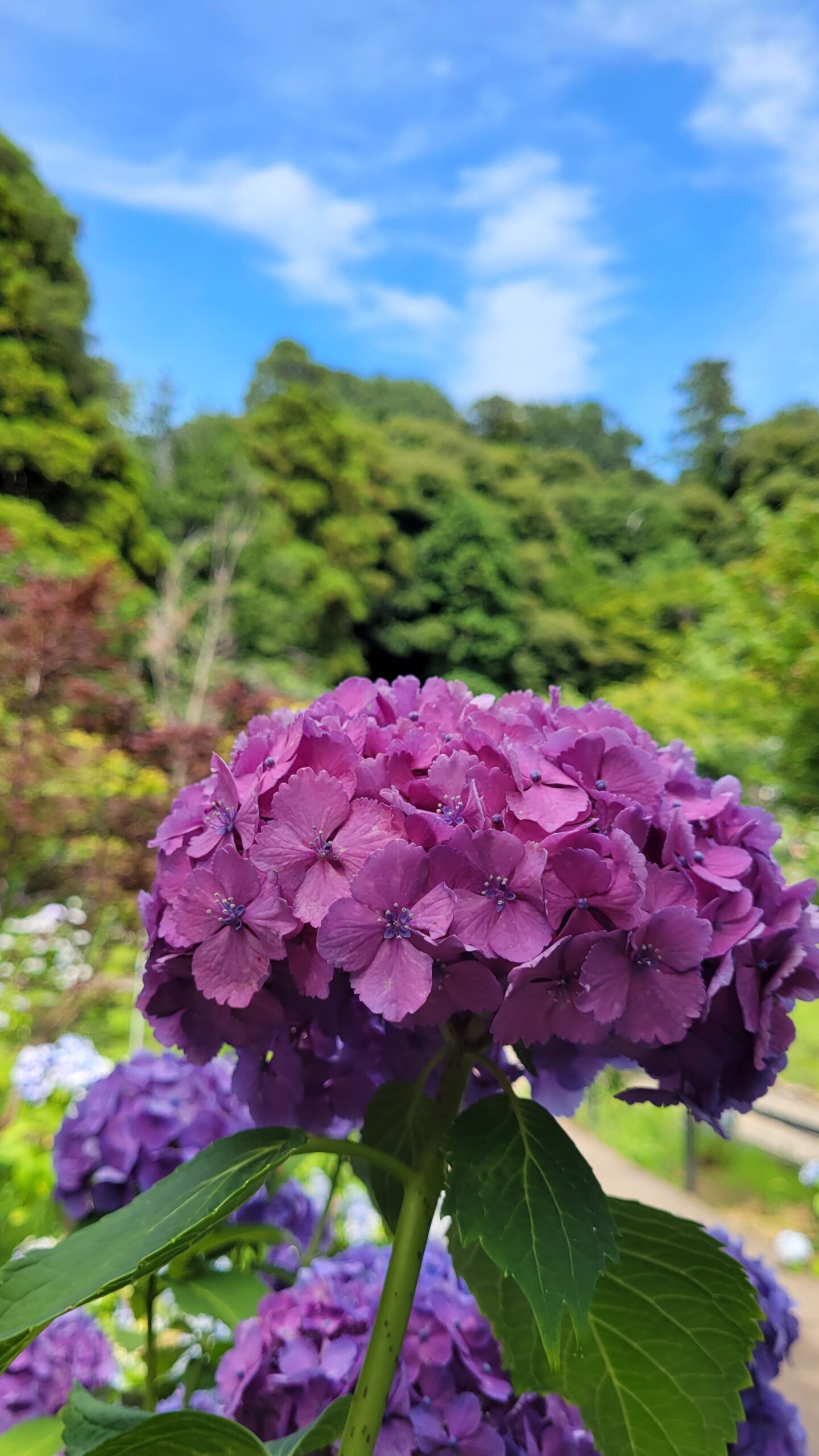 本土寺にて、「千葉県松戸市の紫陽花寺本土寺で見ごろを迎える紫陽花」と感じた写真です。