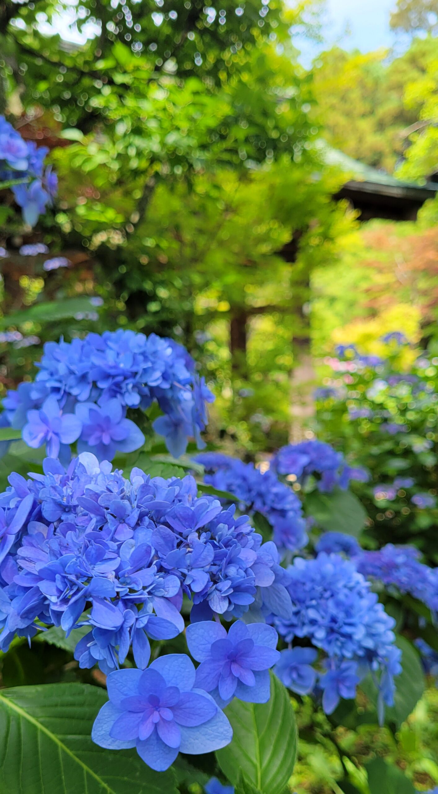 本土寺にて、「本土寺の紫陽花ロードで咲き誇る鮮やかな花々」と感じた写真です。