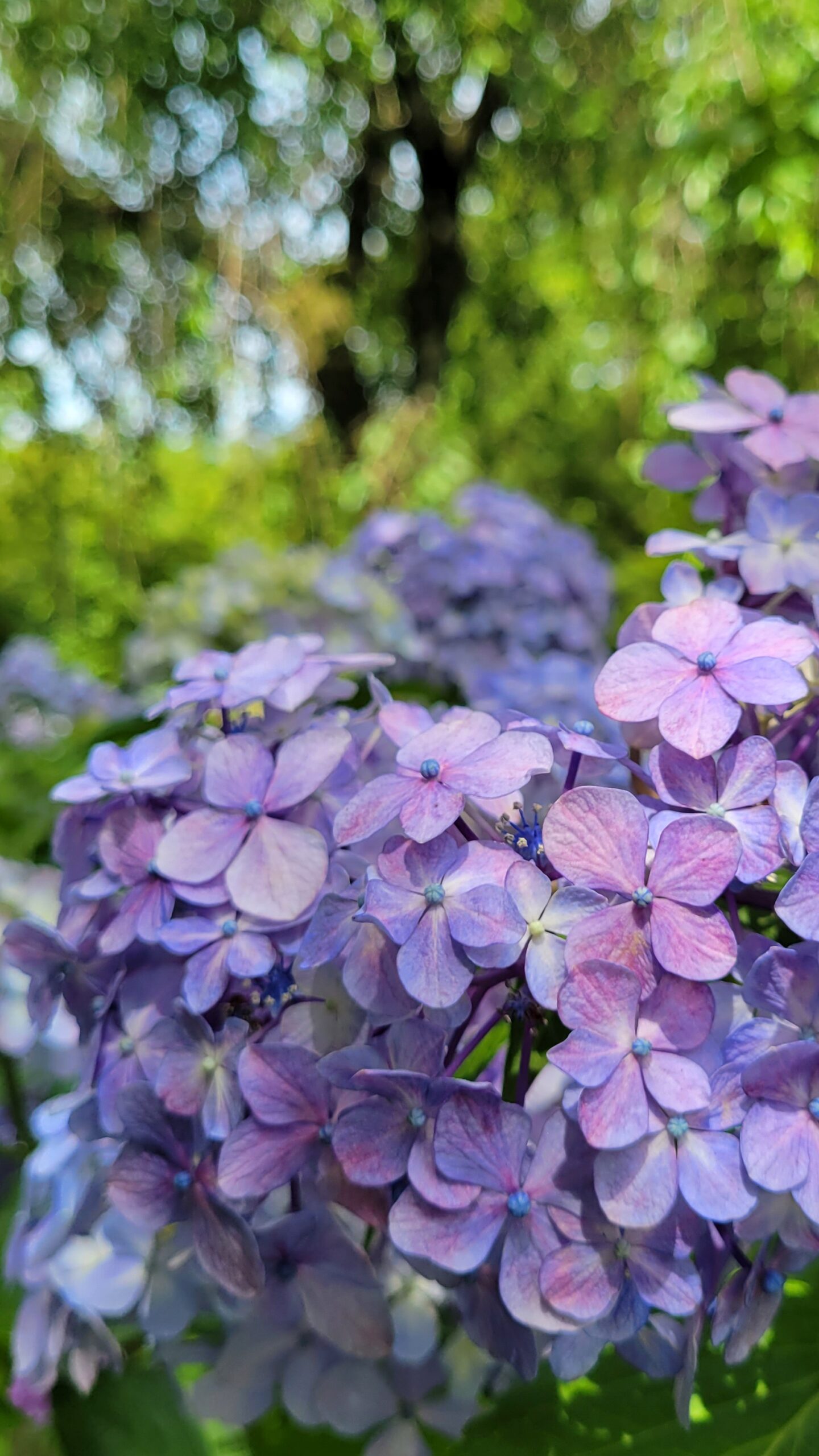 本土寺にて、「本土寺で楽しむ色とりどりの紫陽花の景色」と感じた写真です。