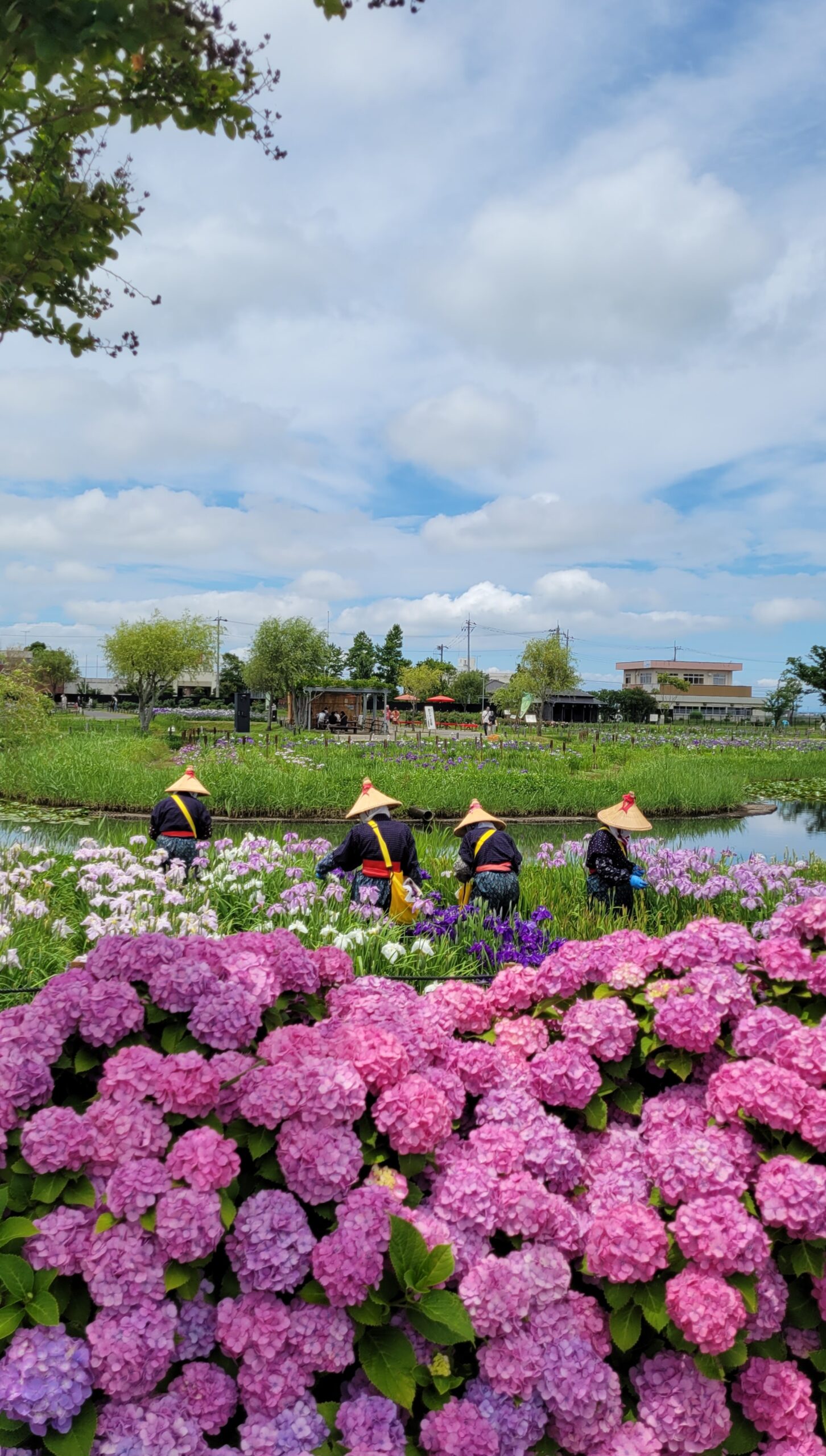 水郷佐原あやめパークにて、「春のアヤメと紫陽花の美しい風景」と感じた写真です。