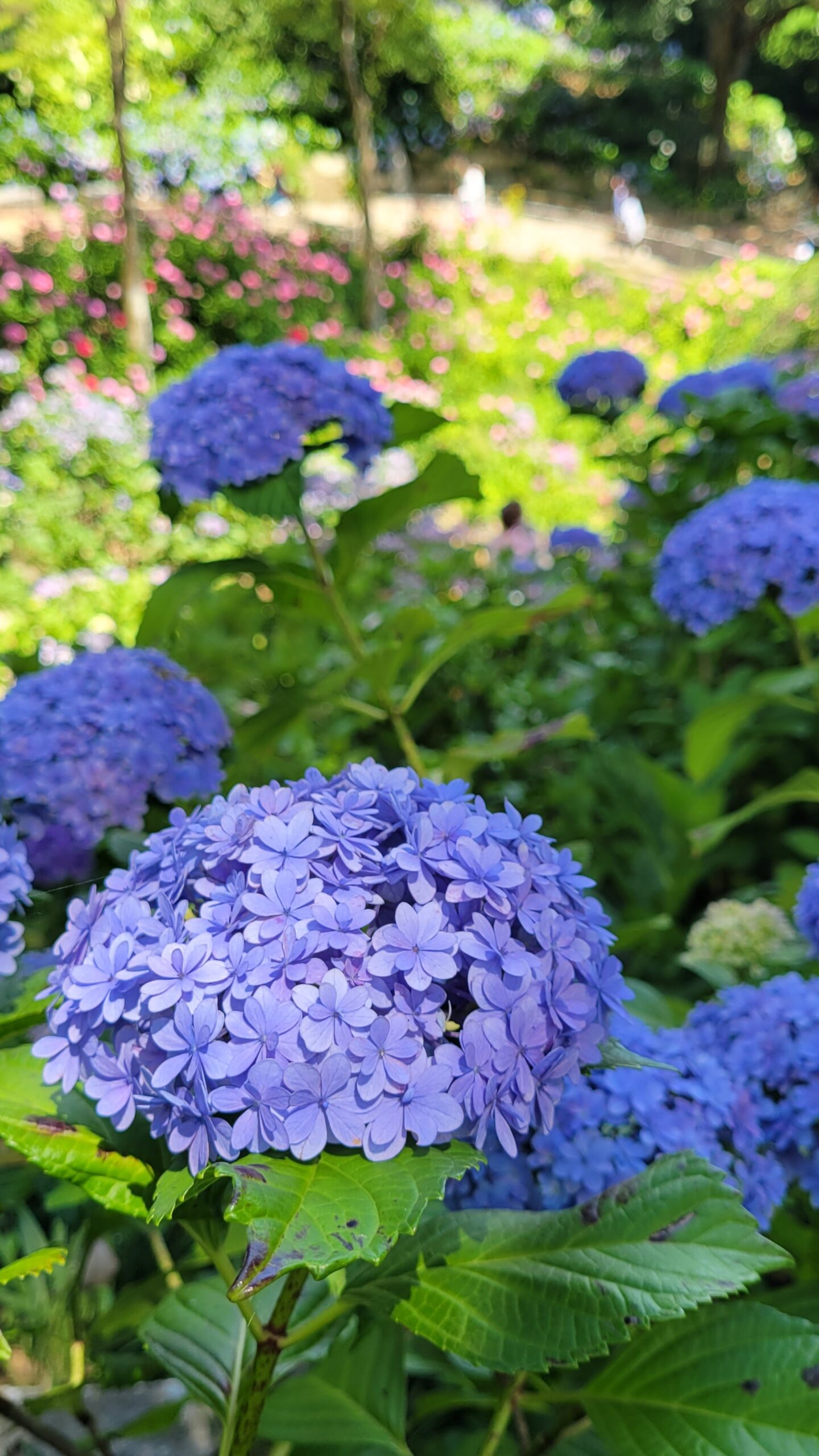 二本松寺にて、「紫陽花寺静かな寺内に広がる花の海」と感じた写真です。