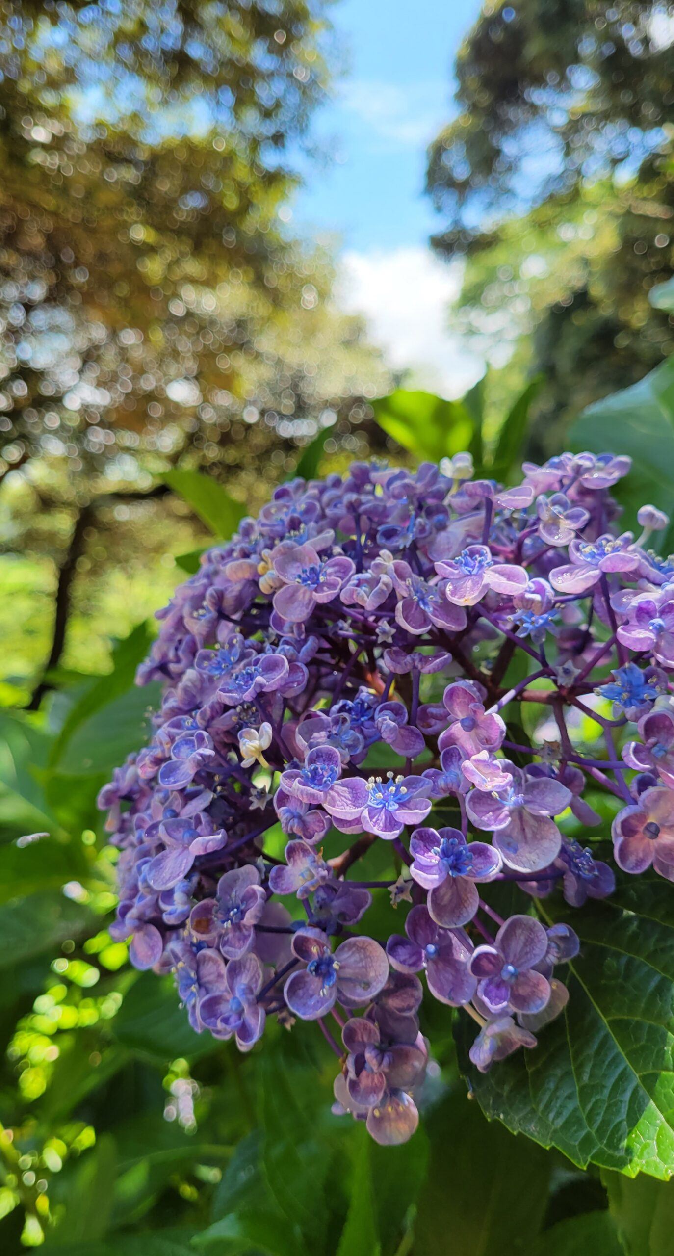 二本松寺にて、「茨城県潮来市の紫陽花寺で堪能する美しい花々」と感じた写真です。
