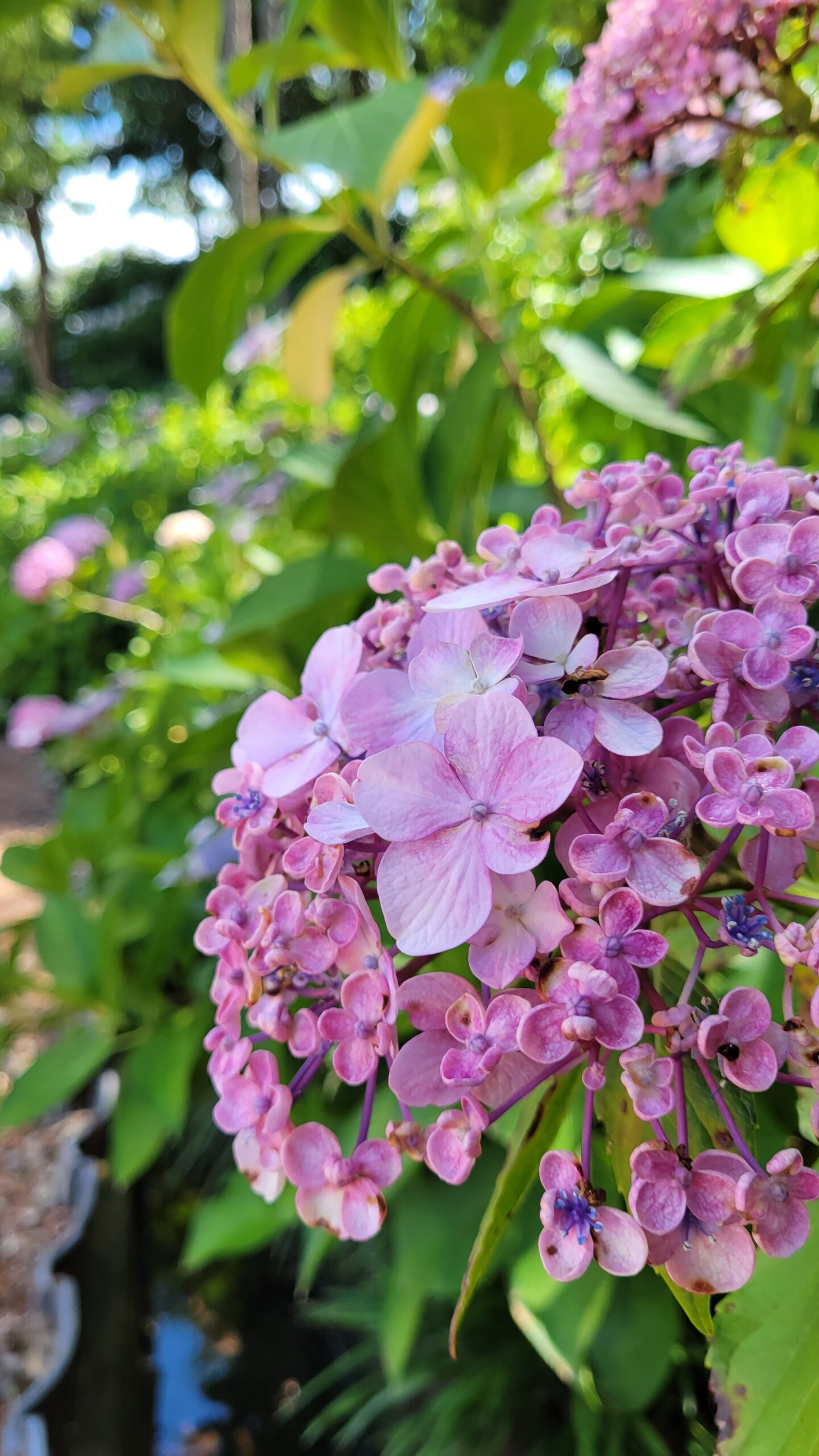 二本松寺にて、「茨城二本松寺で出会う圧巻の紫陽花の美」と感じた写真です。