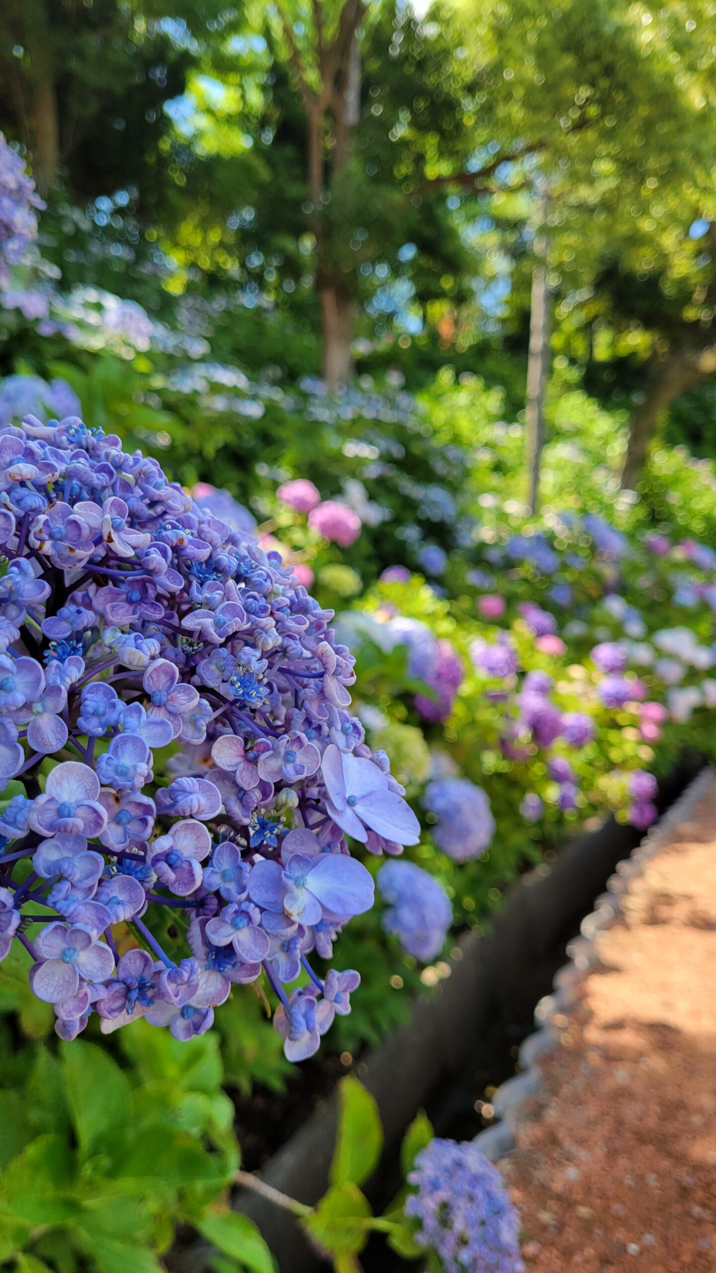二本松寺にて、「何万本もの紫陽花が咲き誇る二本松寺」と感じた写真です。