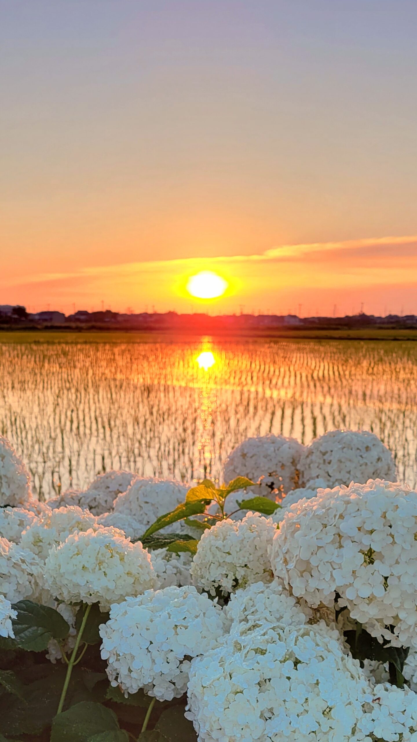 騎西総合体育館ふじアリーナにて、「アナベルの花が輝く早朝の田園風景」と感じた写真です。