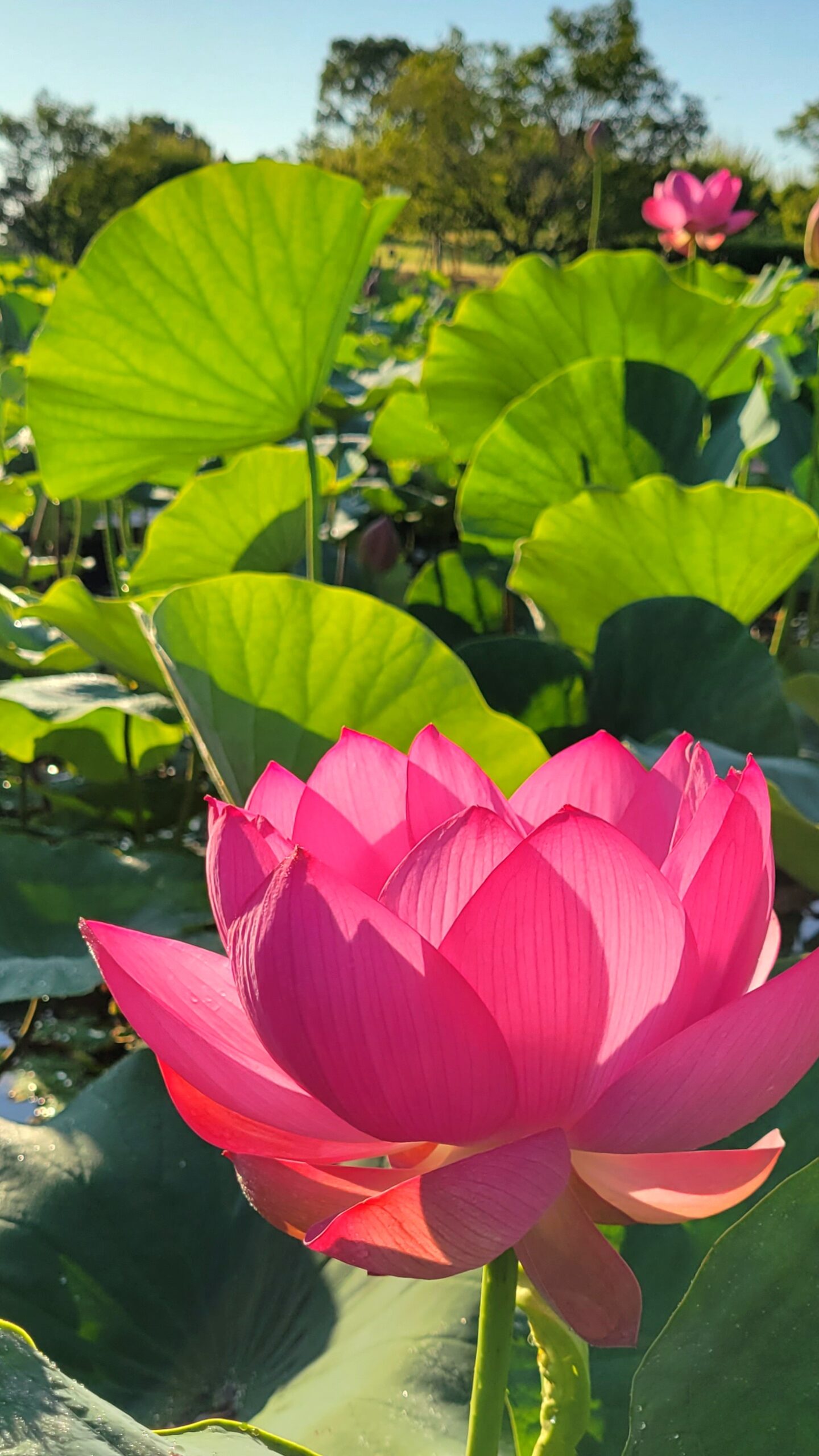 古代蓮の里にて、「ピンクの花びらが映える古代蓮の幻想的な光景」と感じた写真です。