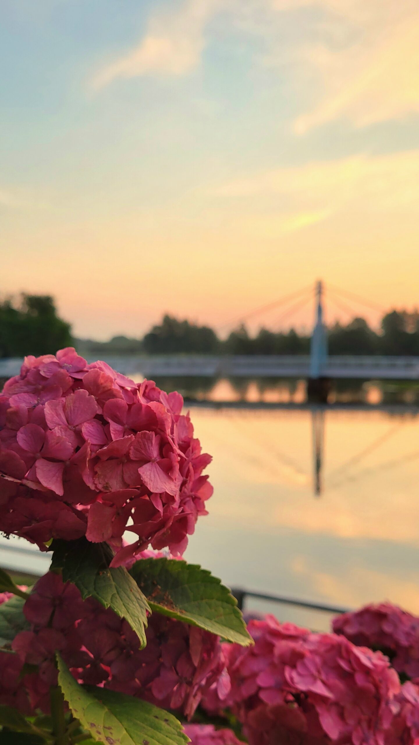 水元公園にて、「静かな朝、紫陽花と朝日の絶景が広がる水元公園」と感じた写真です。
