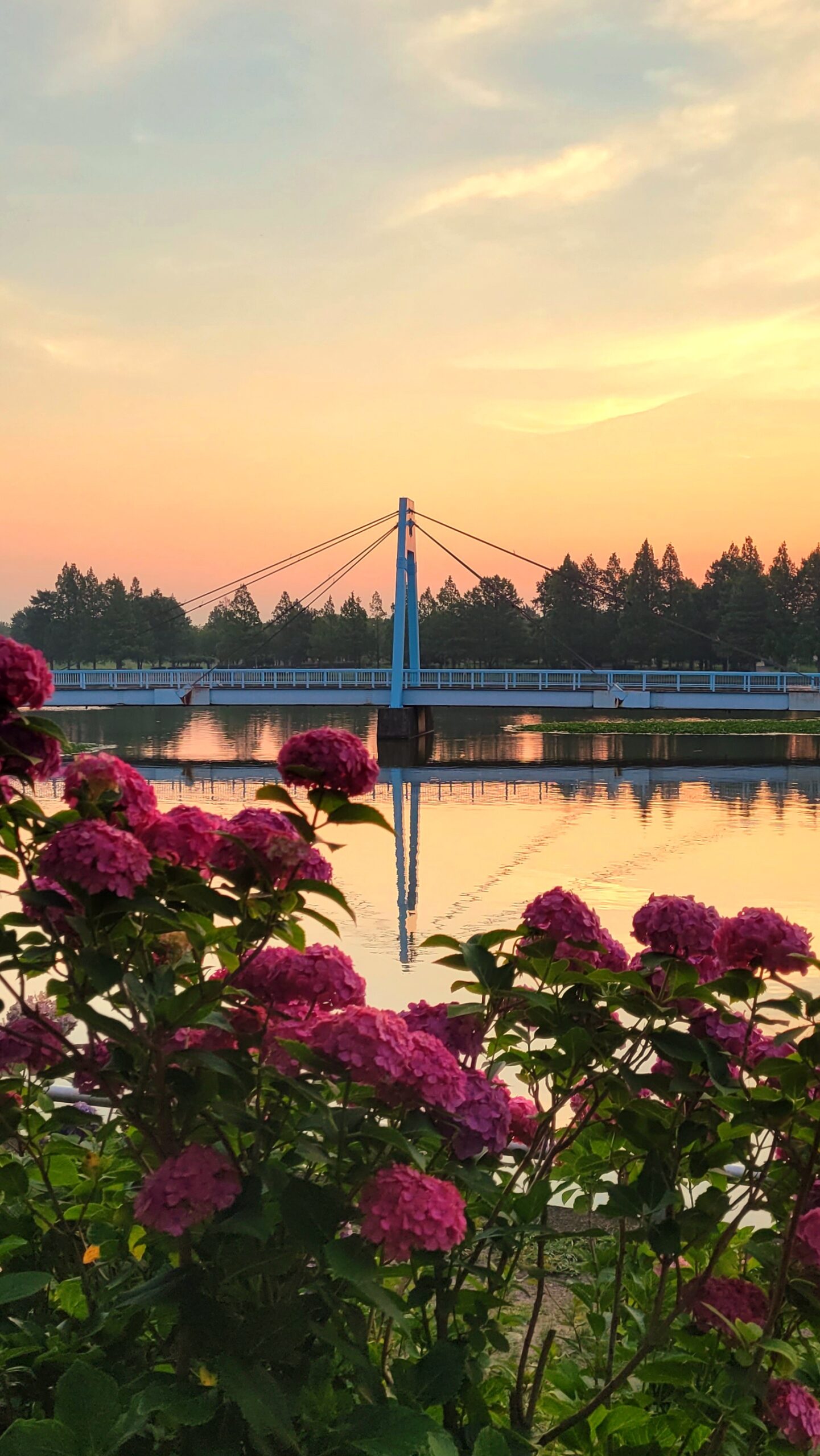 水元公園にて、「橋から眺める紫陽花と朝日の絶景スポット・水元公園」と感じた写真です。