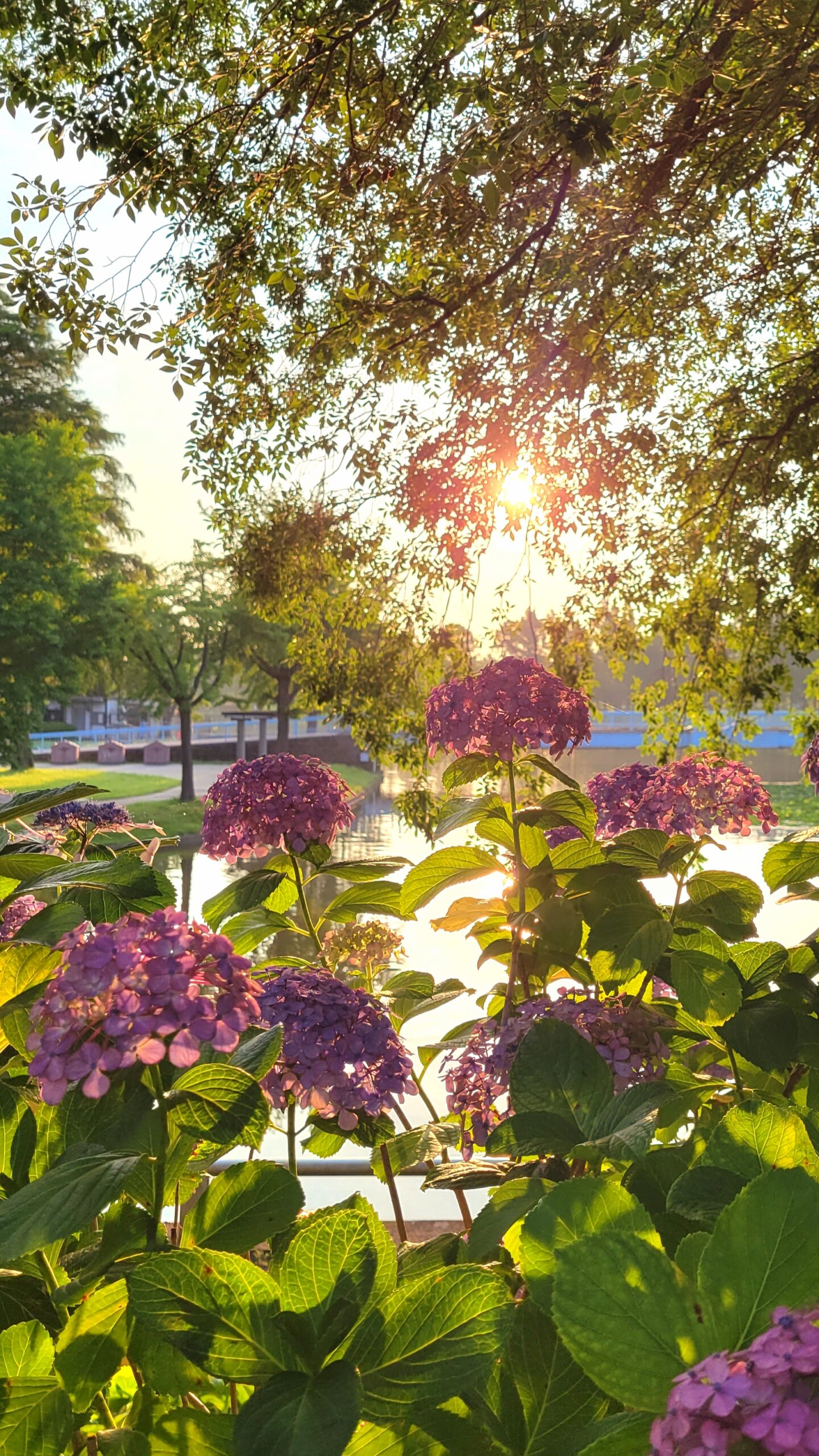水元公園にて、「朝日と紫陽花が織りなす水元公園の静寂なひととき」と感じた写真です。
