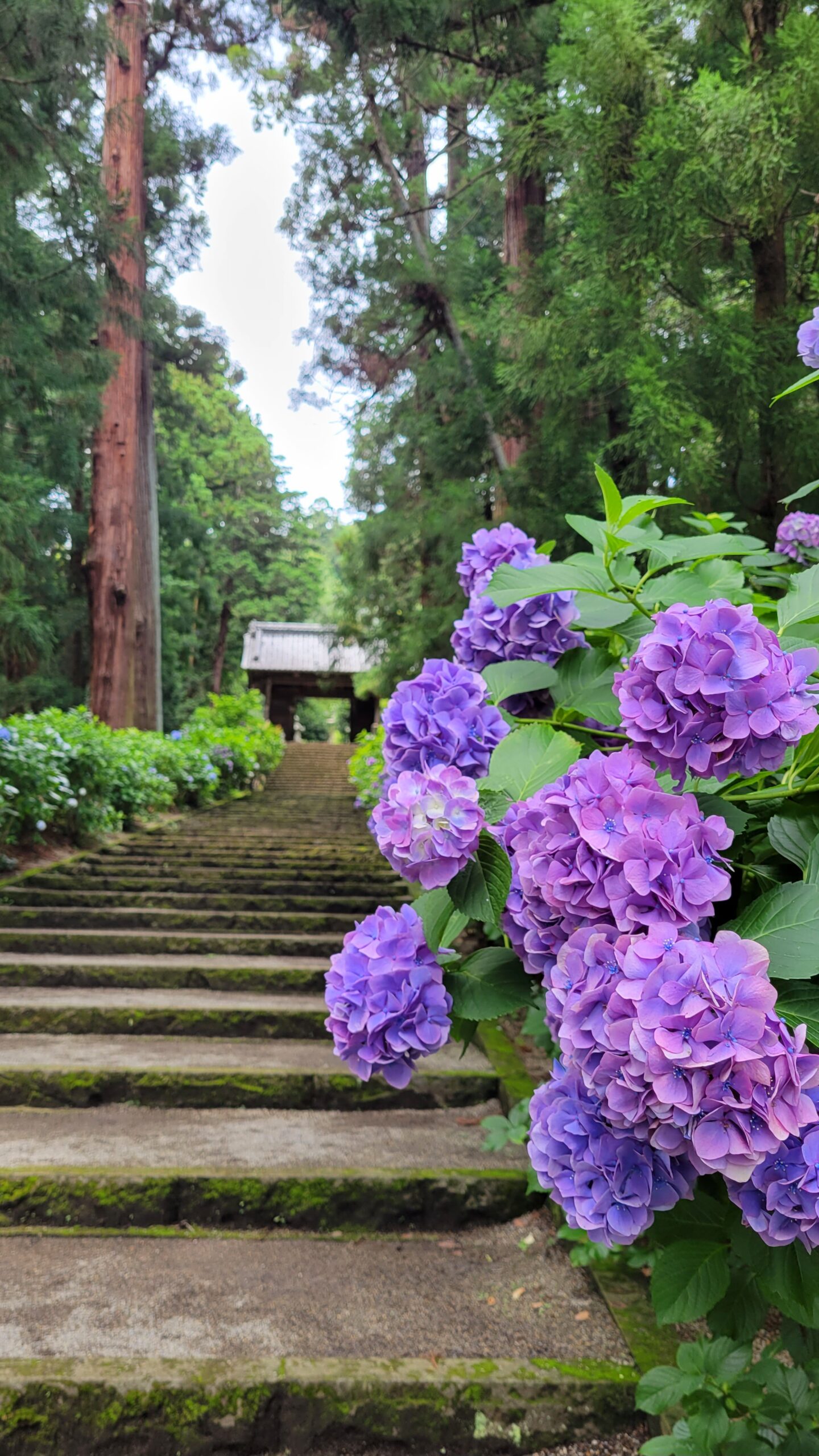 大中寺にて、「梅雨に輝く紫陽花と門が織りなす幻想的な大中寺」と感じた写真です。