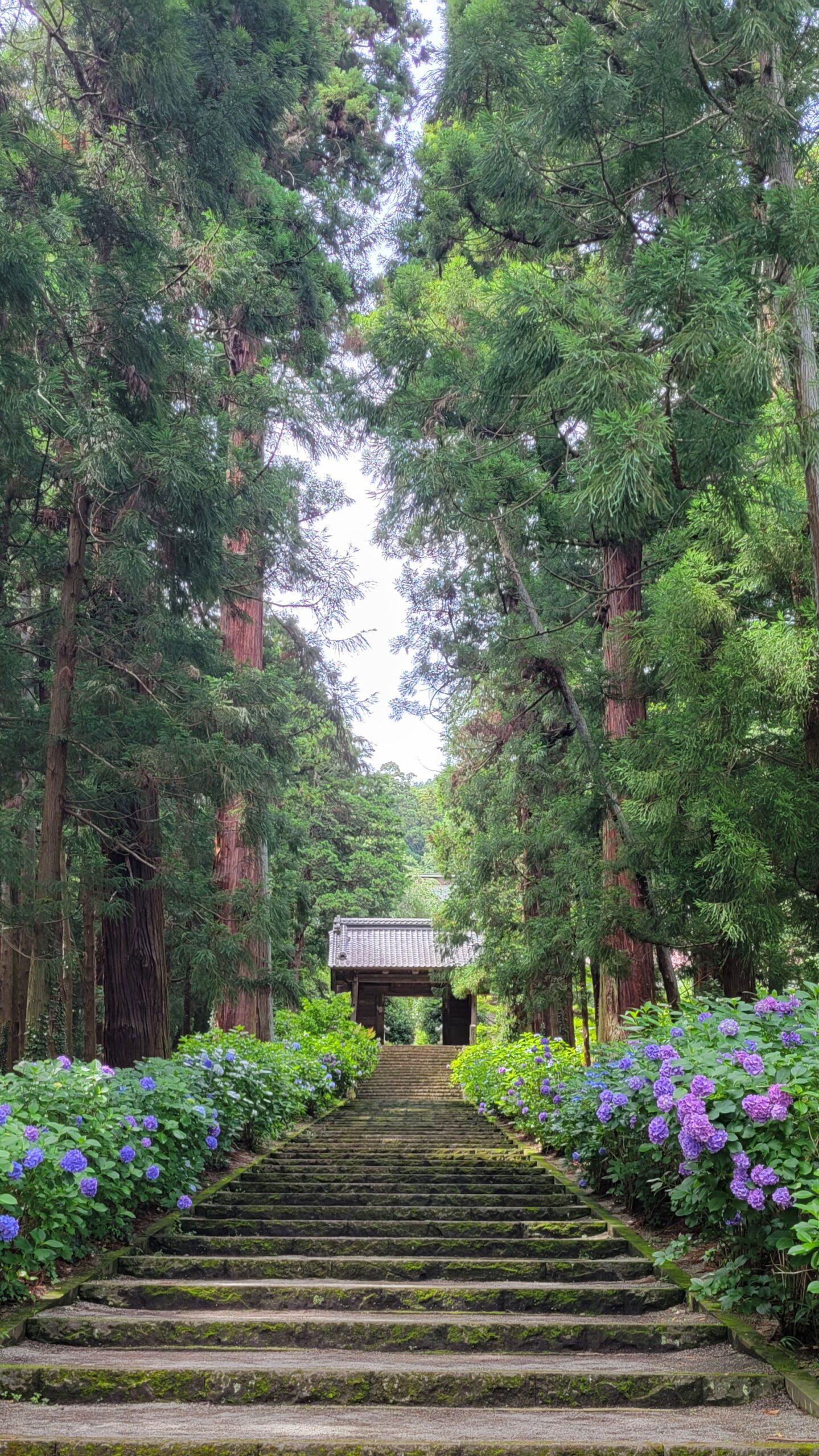 大中寺にて、「歴史と自然が調和する大中寺の紫陽花の美しさ」と感じた写真です。