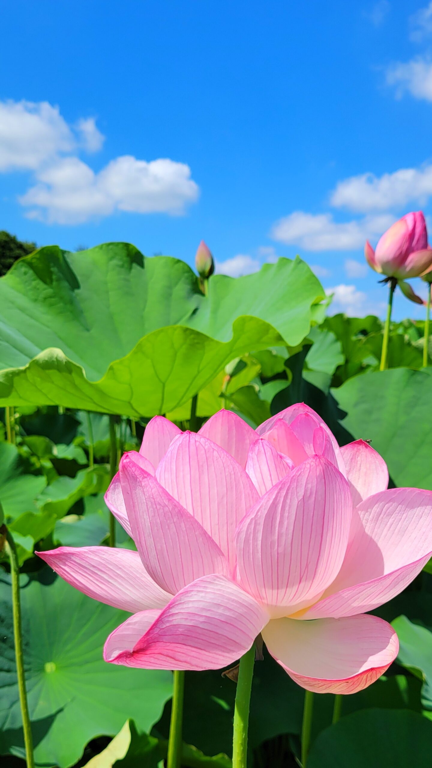 古河公方公園にて、「大きく咲き誇る大賀ハス古河公方公園の夏の魅力」と感じた写真です。