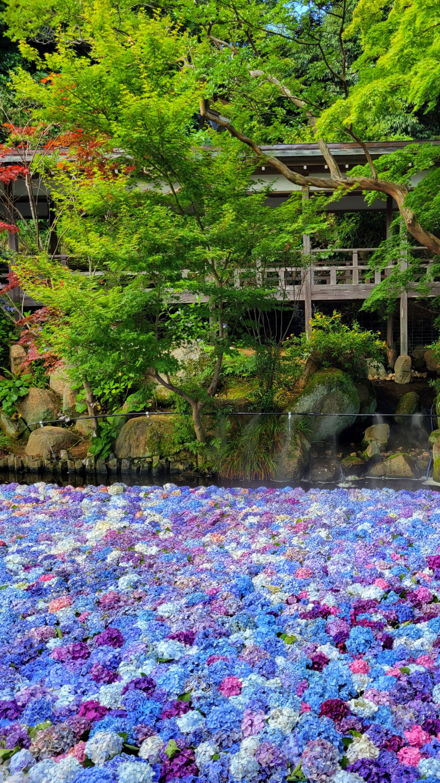 雨引観音(雨引山楽法寺)にて、「初夏の風物詩水面に浮かぶ幻想的な水中花」と感じた写真です。