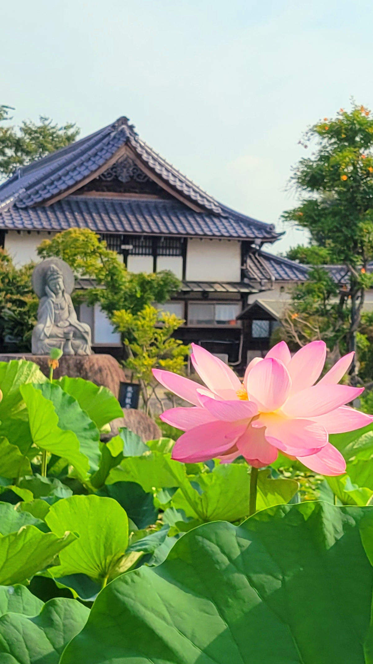 善長寺にて、「喧騒を離れて蓮の静寂に癒される善長寺の初夏」と感じた写真です。