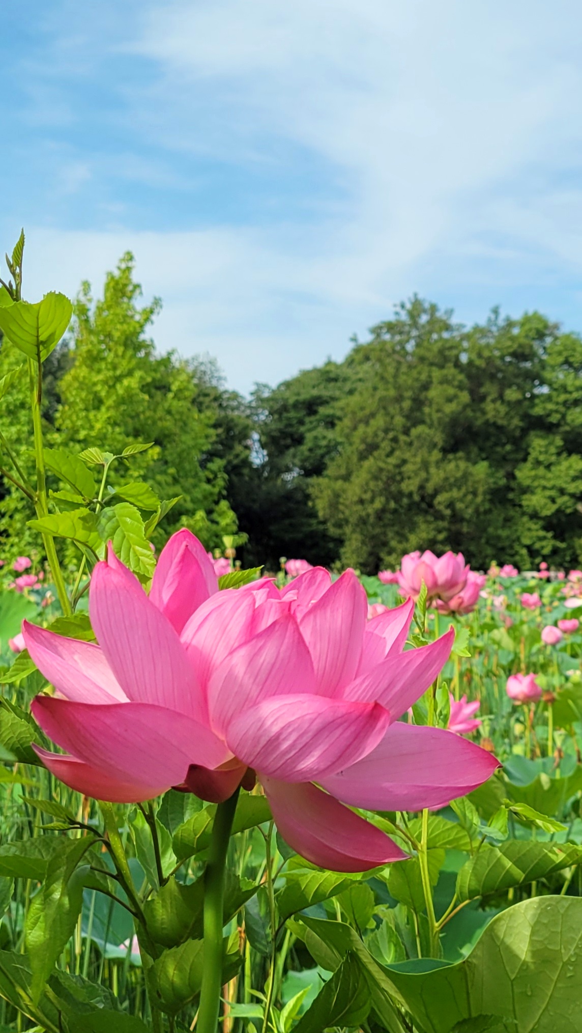 本庄総合公園にて、「早朝に感じる自然の神秘本庄総合公園の蓮の花」と感じた写真です。