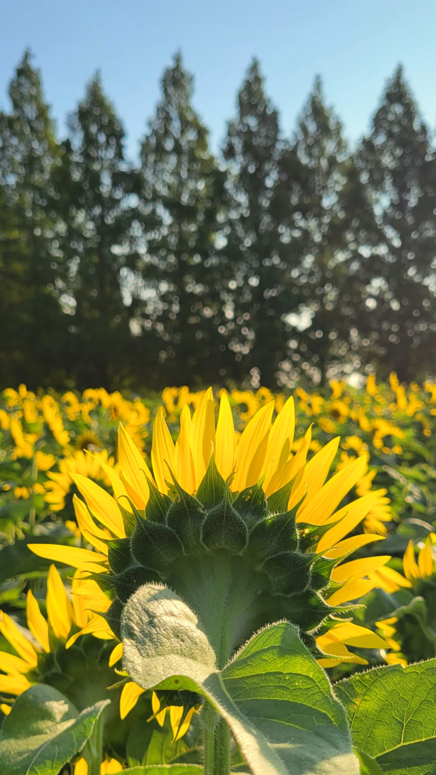 あけぼの山農業公園にて、「左右対称が美しい向日葵の一瞬」と感じた写真です。