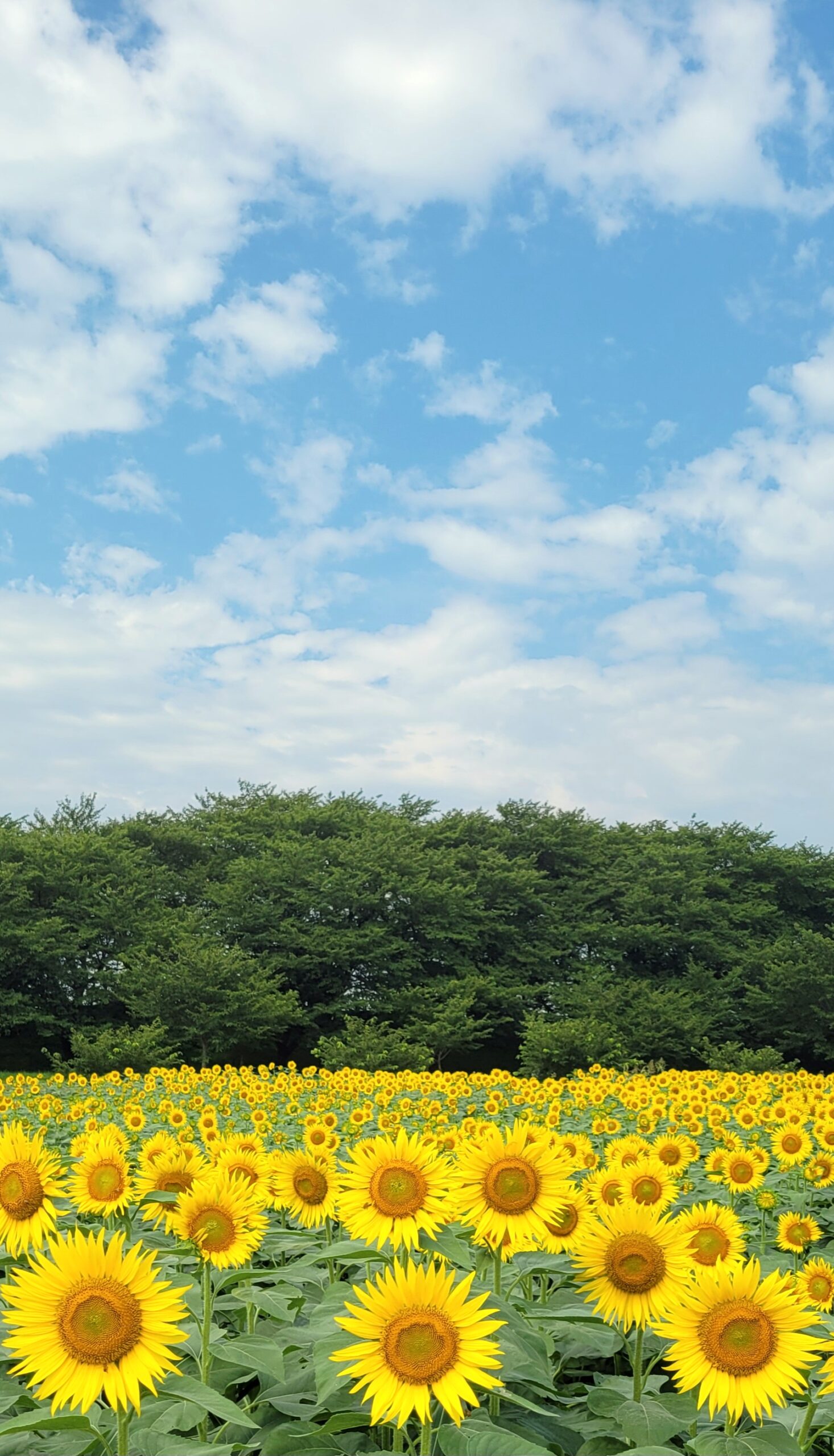 幸手権現堂にて、「向日葵が夏を彩る季節ごとの絶景スポット幸手権現堂」と感じた写真です。