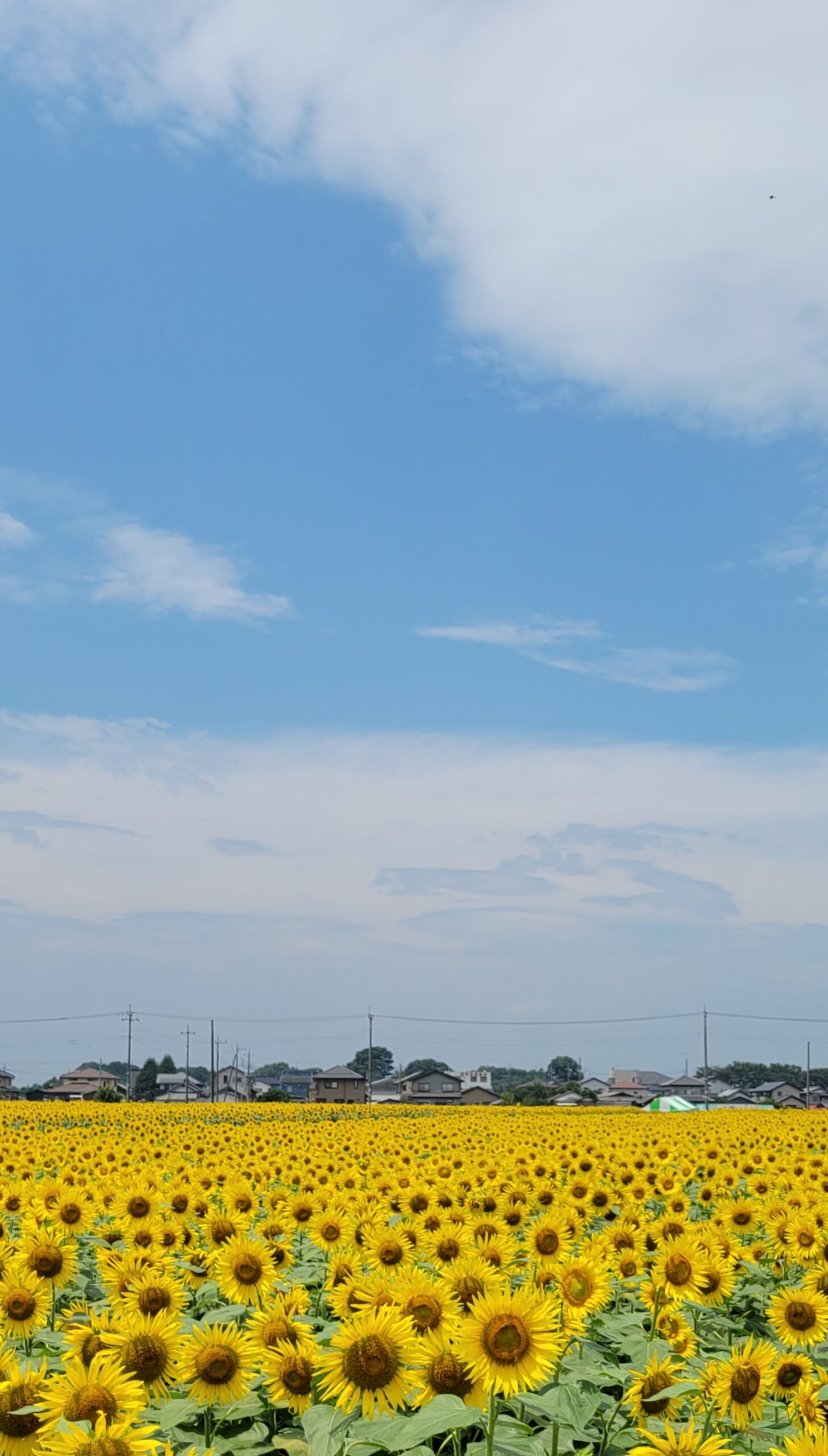 野木町ひまわり畑にて、「一面に広がる夏の絶景!野木町ひまわり畑」と感じた写真です。