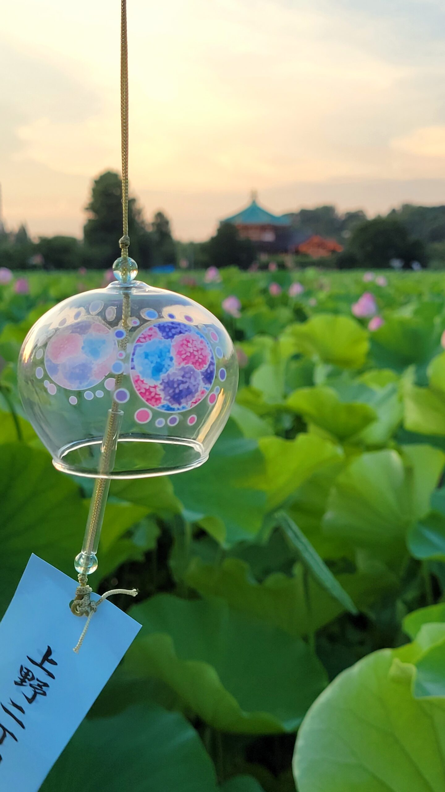不忍池にて、「夏の風物詩 蓮の花と風鈴の共演」と感じた写真です。