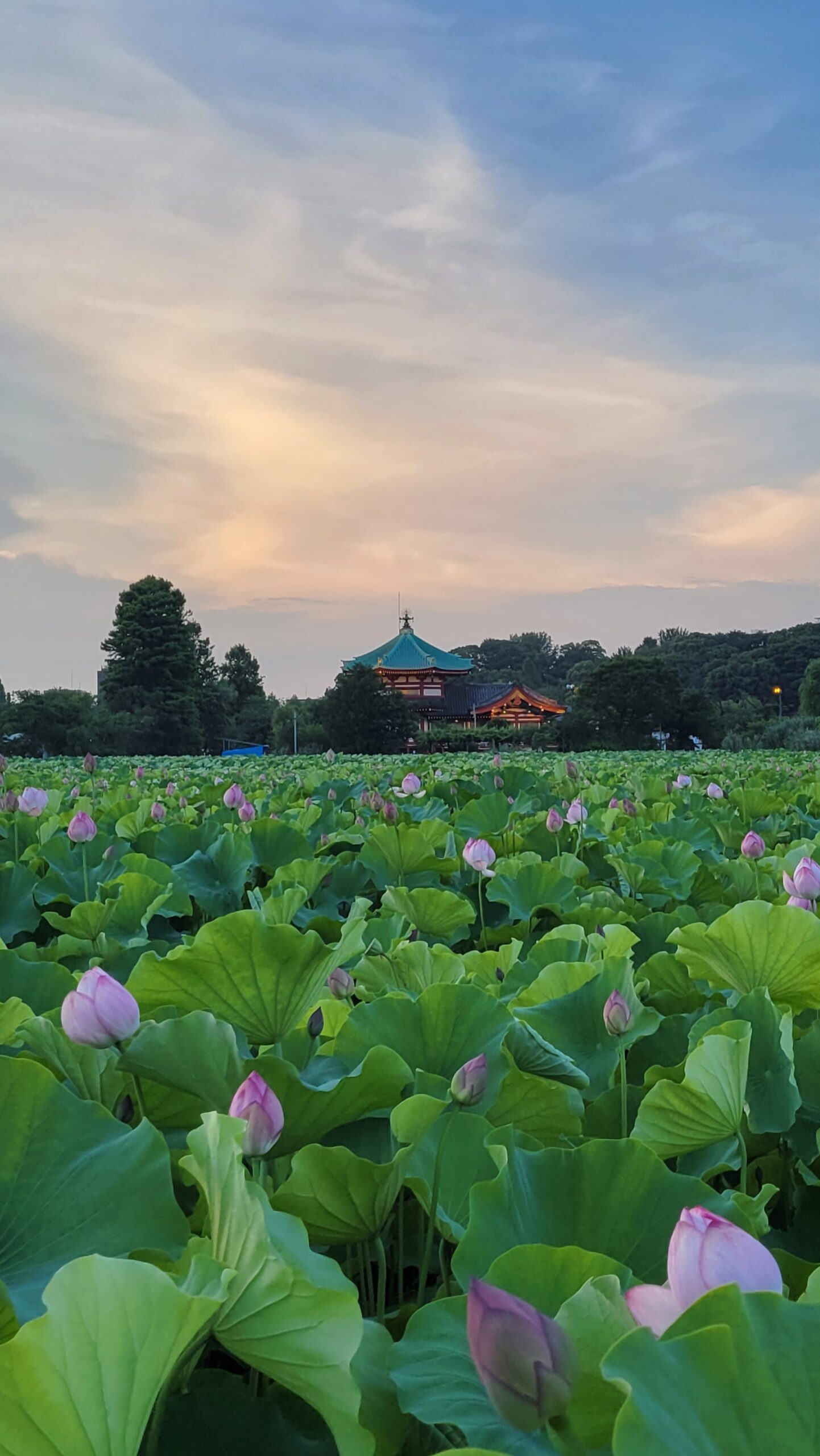 不忍池にて、「夏の風鈴と蓮が織りなす癒しの景色」と感じた写真です。