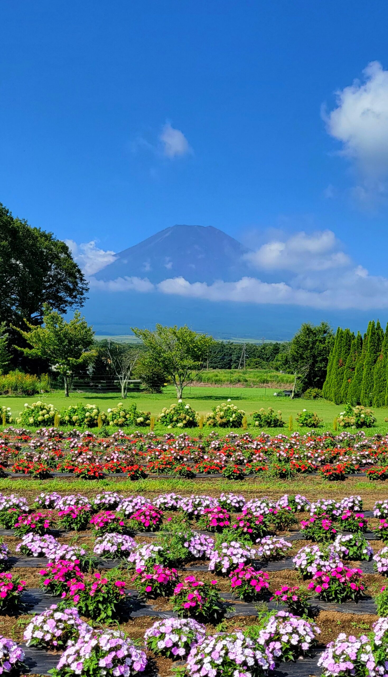 山中湖花の都公園にて、「富士山とカラフルな花壇が織りなす美しい景色」と感じた写真です。