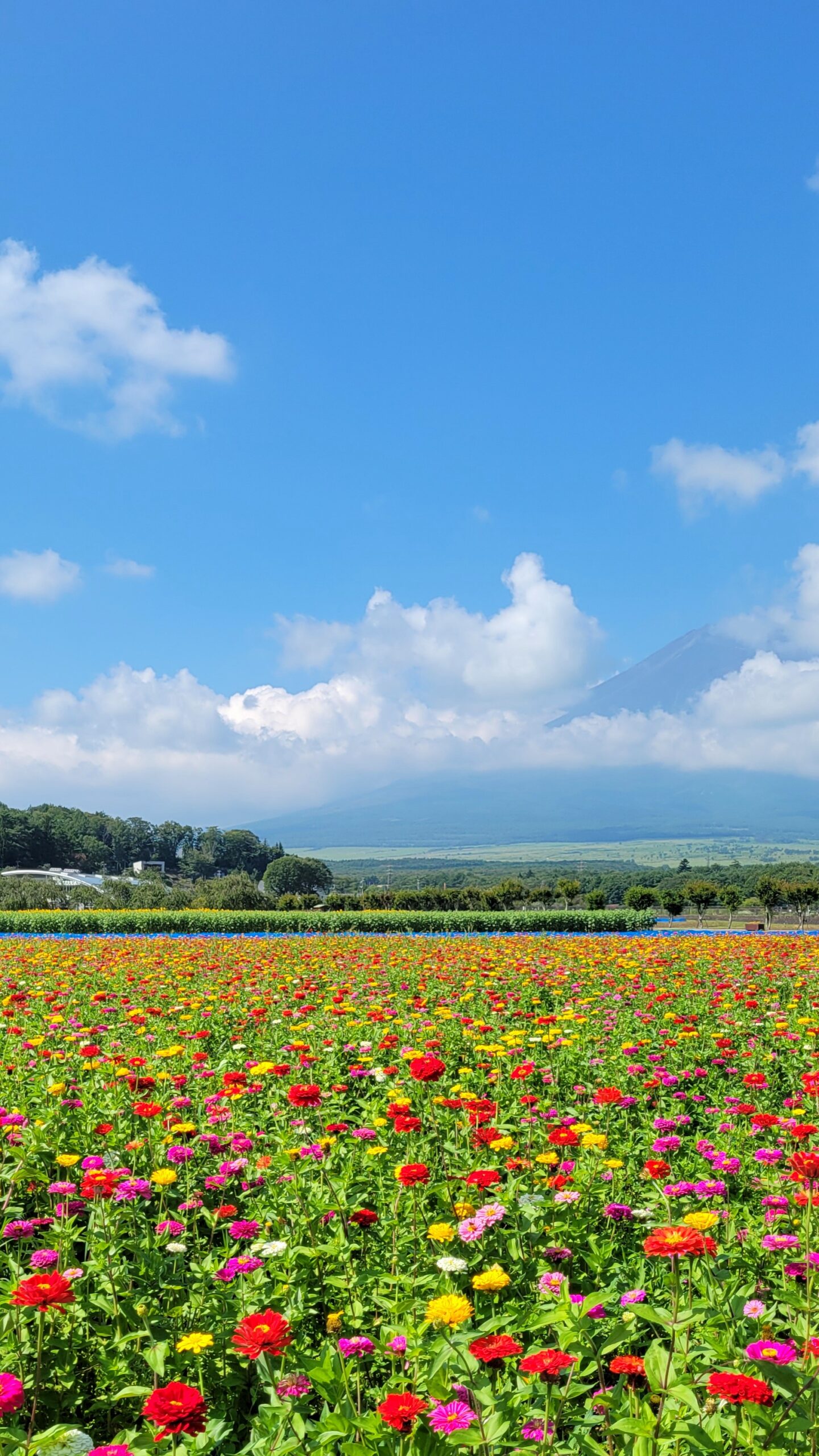 山中湖花の都公園にて、「百日草と富士山の絶景コラボ」と感じた写真です。