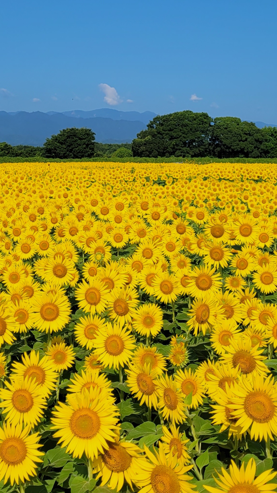 座間ひまわり畑にて、「広がる絶景と見晴らし台からの眺め」と感じた写真です。