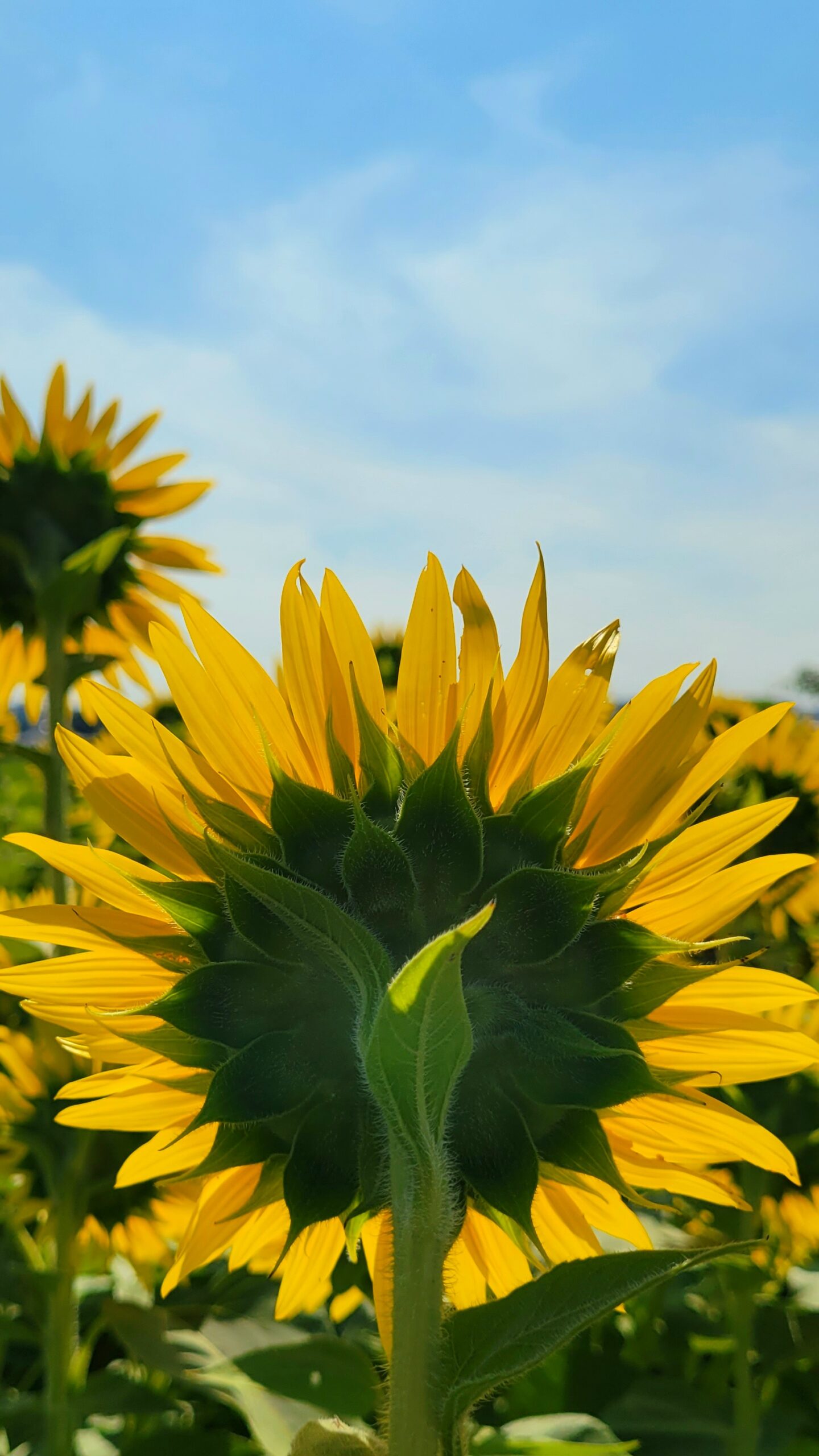 座間ひまわり畑にて、「透ける花びらと青空の爽やかな絶景」と感じた写真です。