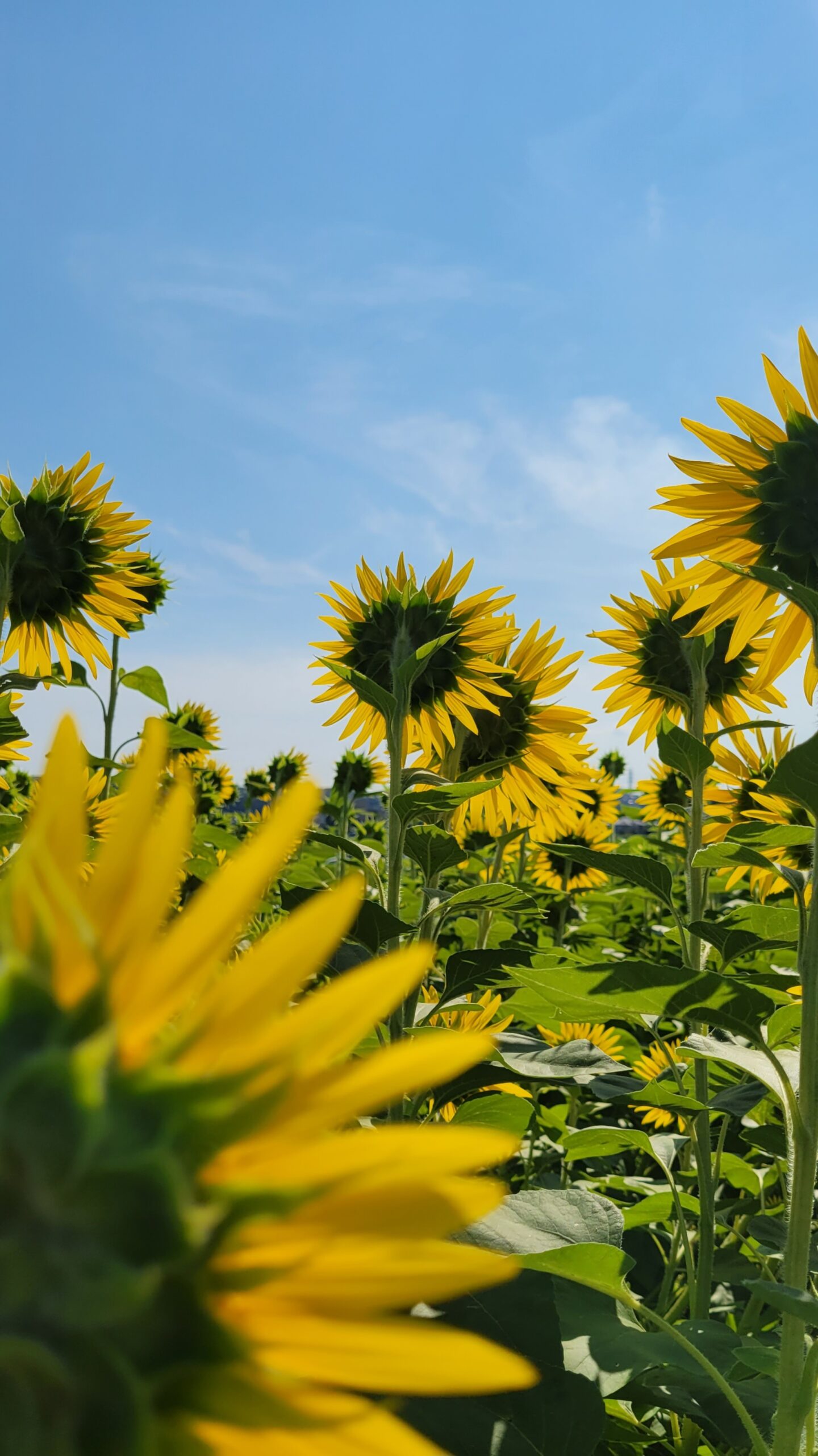 座間ひまわり畑にて、「重なるひまわりの花と広がる青空」と感じた写真です。