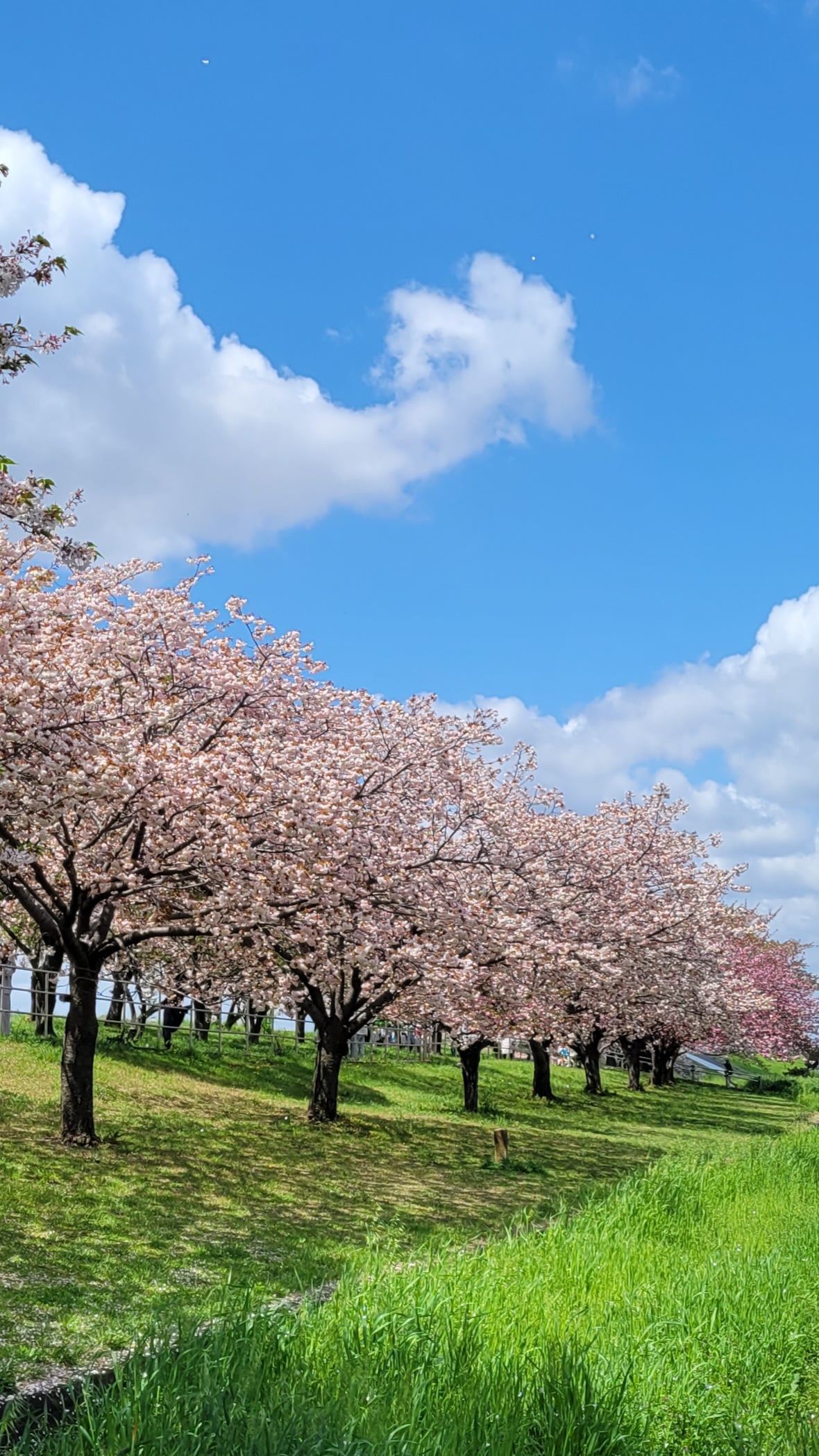 荒川土手にて、「淡い八重桜と青空」と感じた写真です。