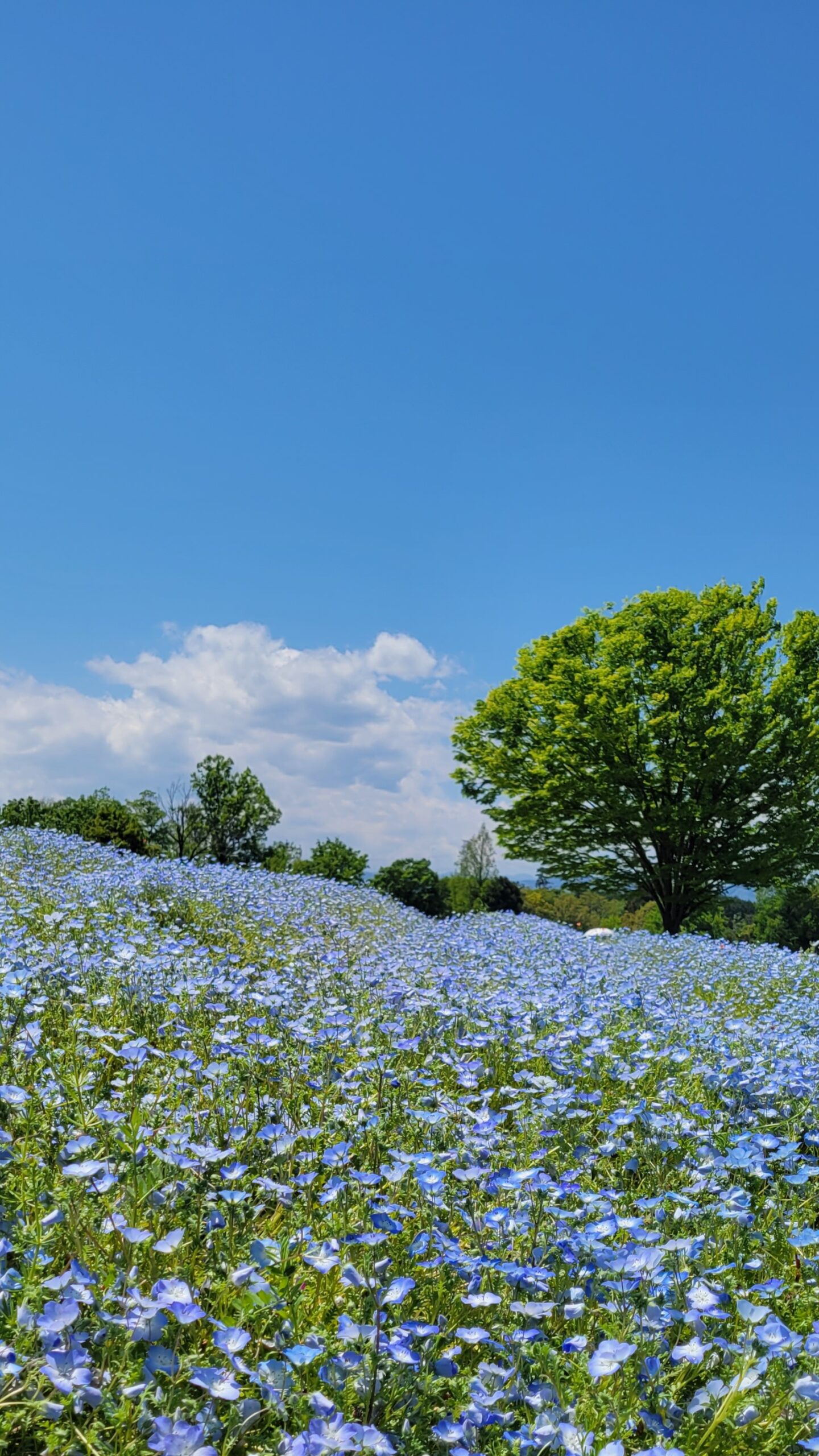 武蔵丘陵森林公園にて、「ネモフィラと一本木」と感じた写真です。
