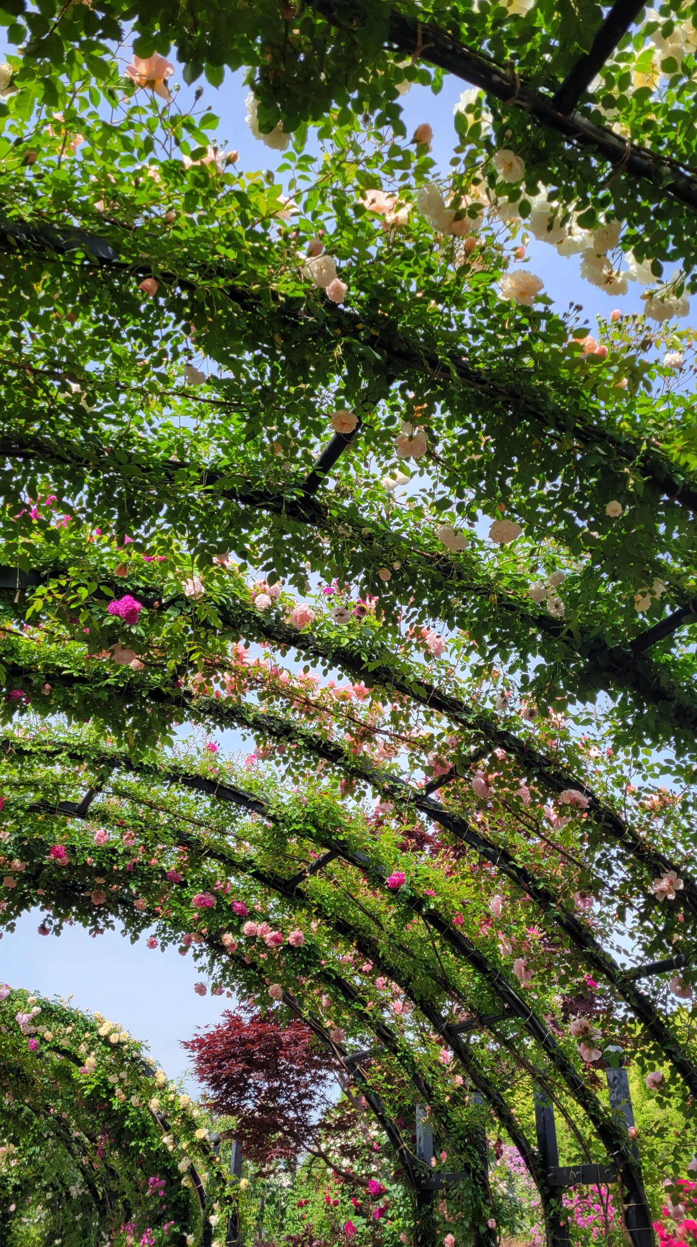 横浜イングリッシュガーデンにて、「斜め見上げの薔薇アーチの広がり」と感じた写真です。