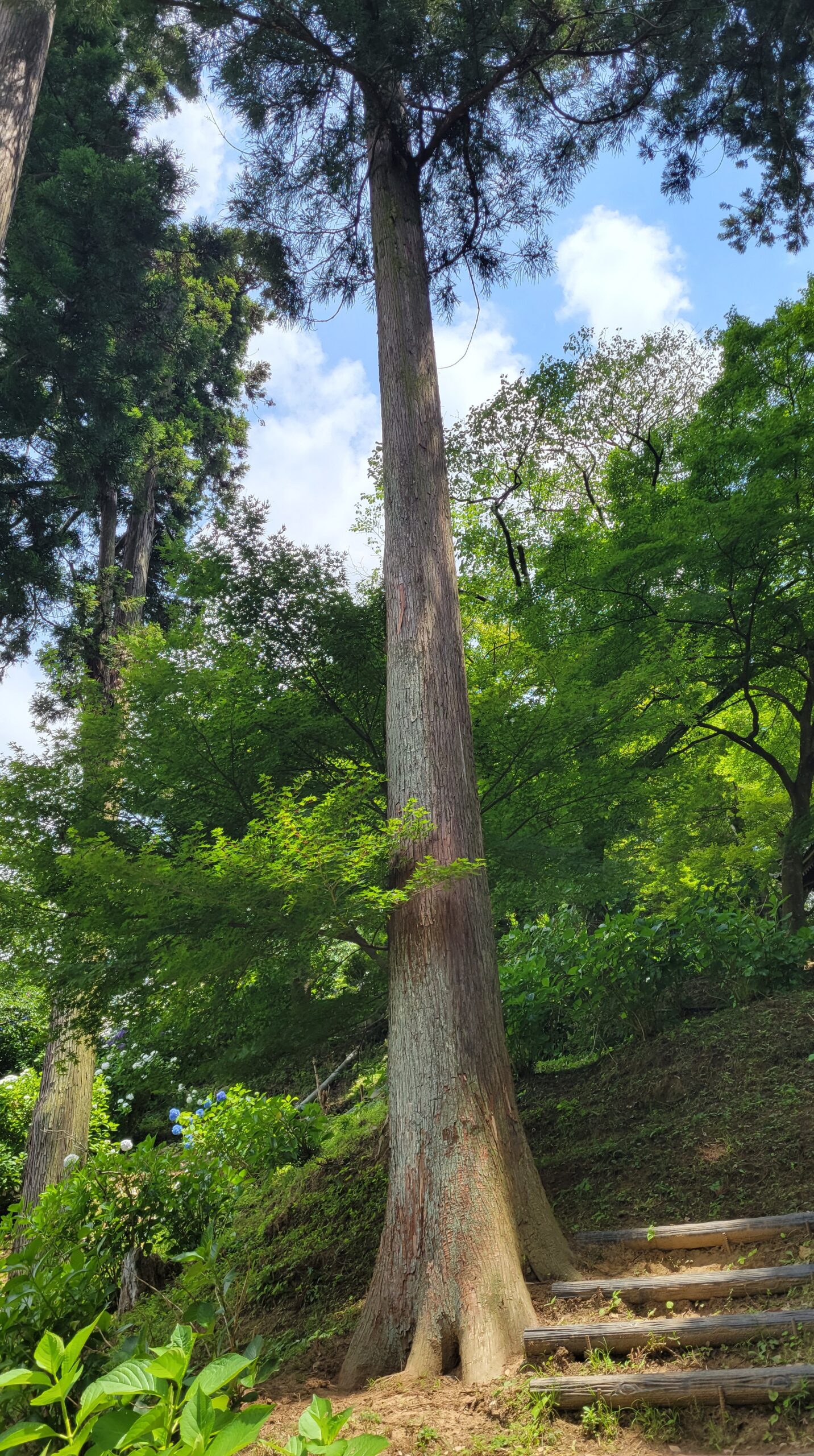 雨引観音(雨引山楽法寺)の大樹と新緑の生命力