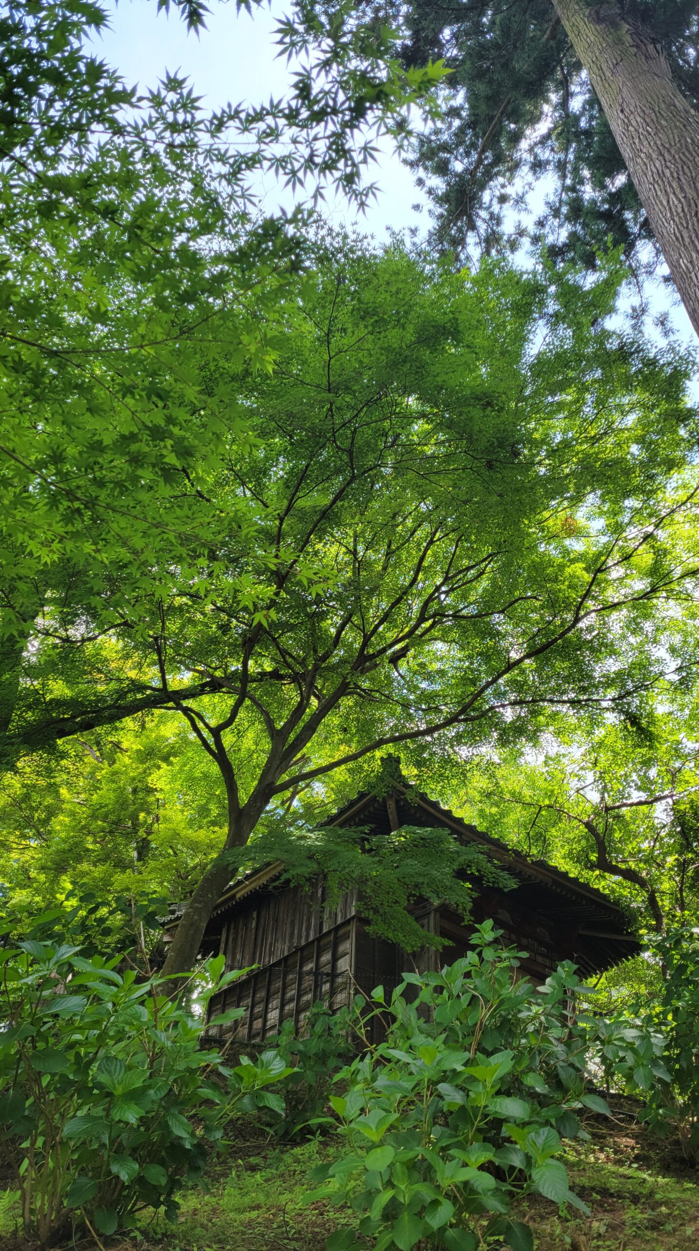 雨引観音(雨引山楽法寺)の建物と鮮やかな新緑