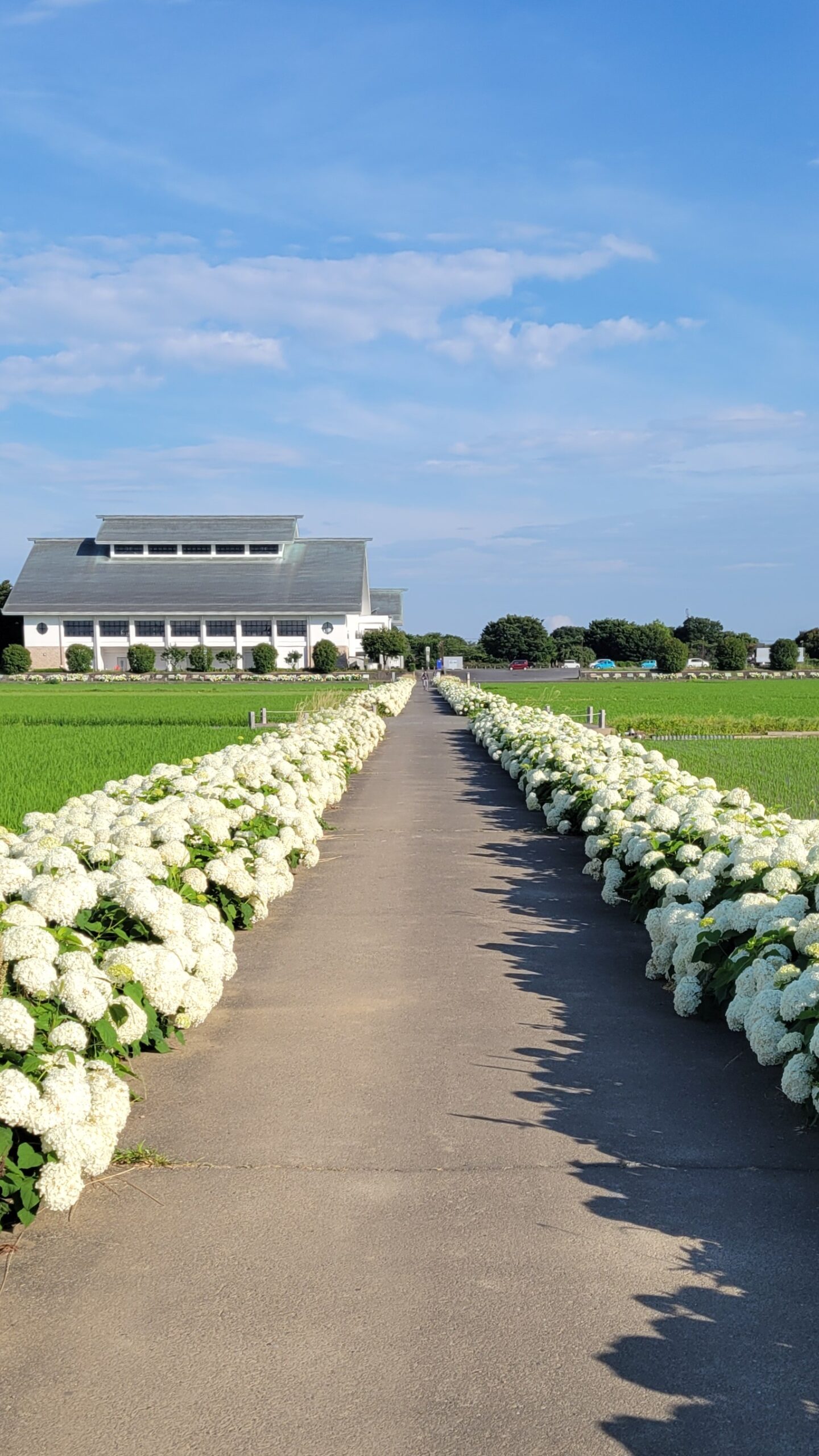 騎西総合体育館ふじアリーナの朝の静けさと紫陽花ロード