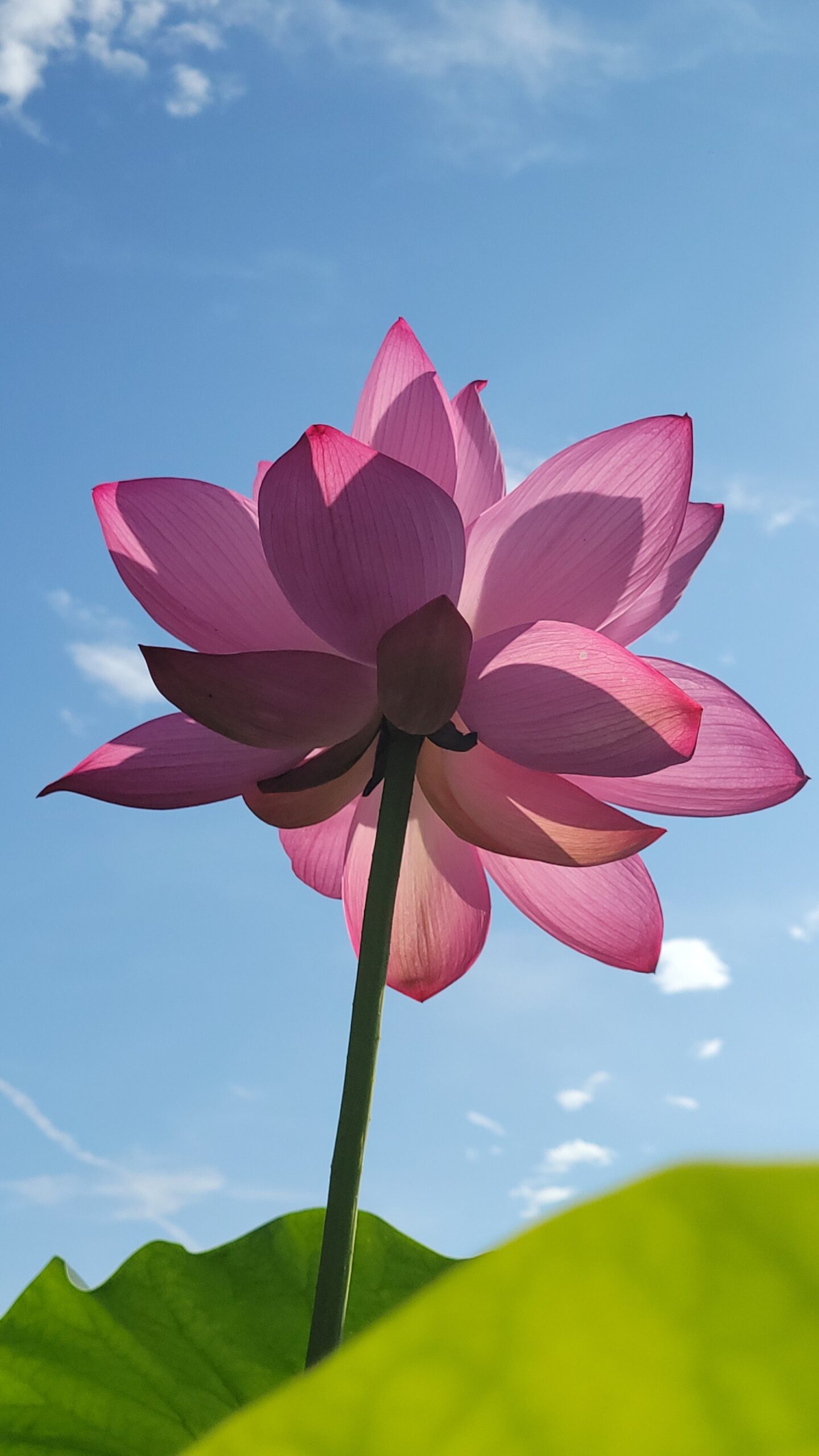 古代蓮の里の透ける花と広がる葉