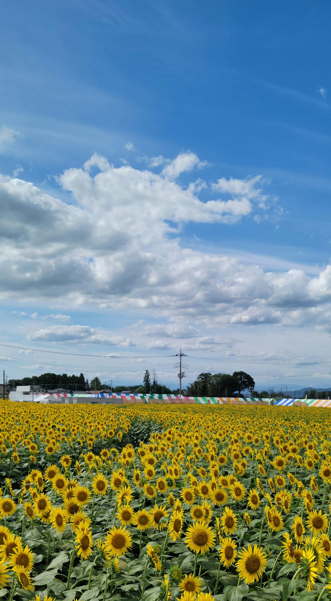 野木町ひまわり畑の見晴らし台から満開のひまわりとテントエリアを収めた夏の風景
