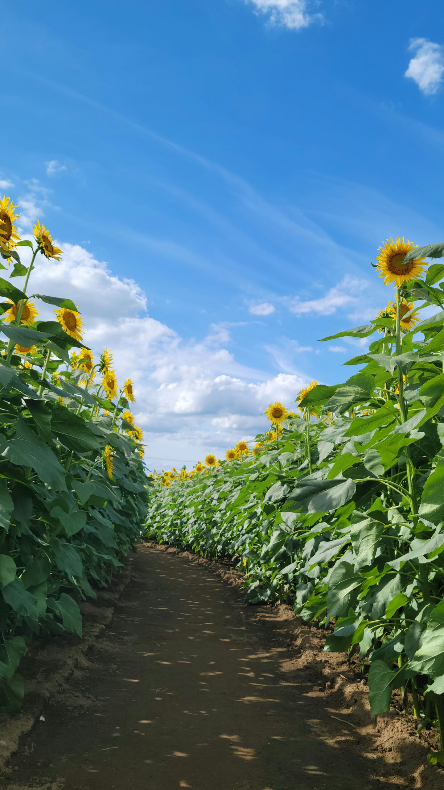 野木町ひまわり畑で畑の小道と青空のコントラストを意識して撮影した風景写真