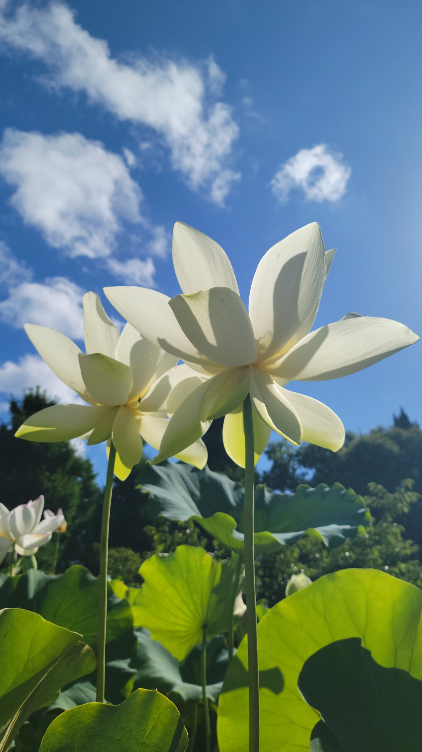 大船フラワーセンターで白い二輪の蓮を斜め下からとらえた、美しい対の花風景