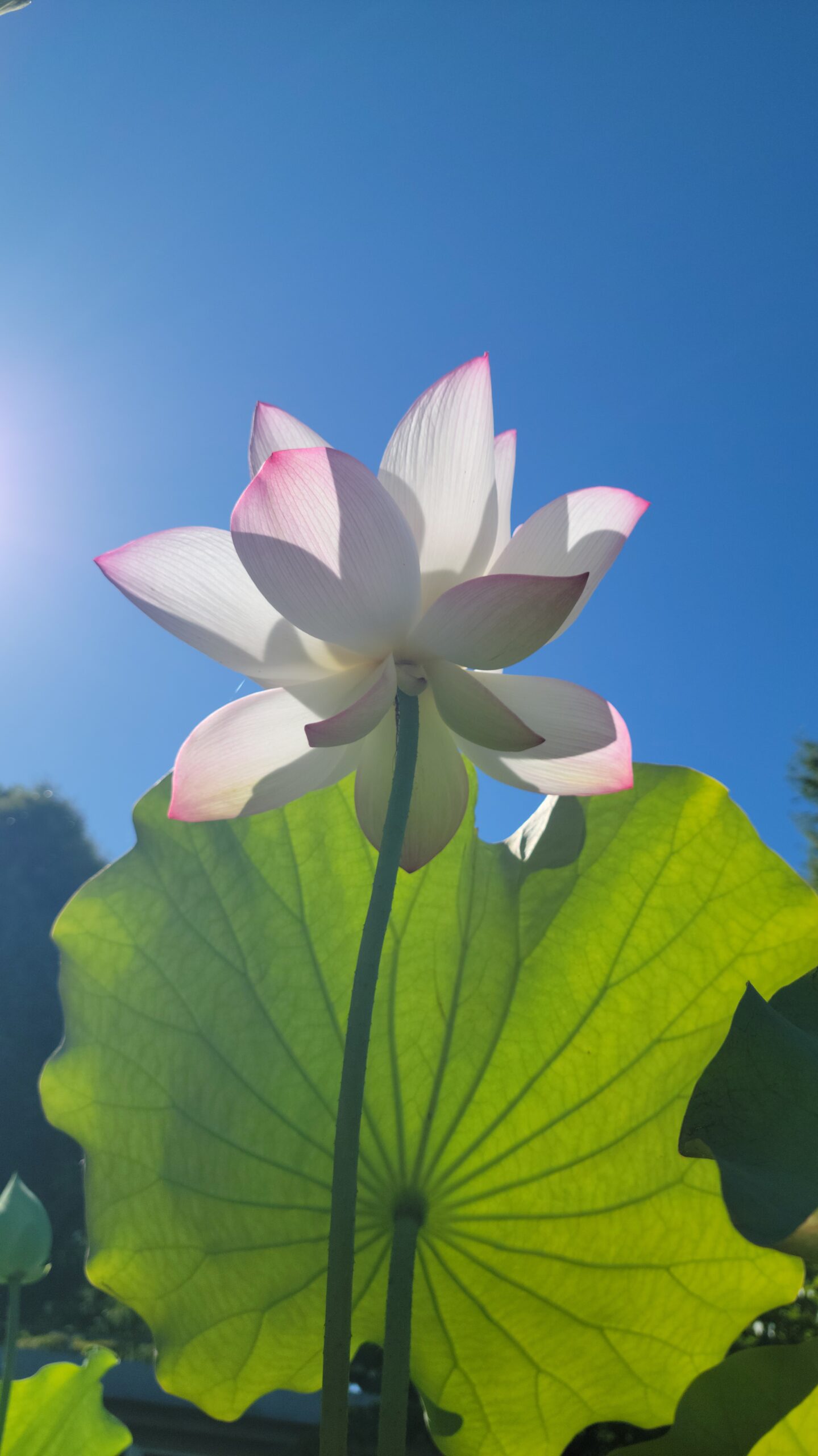 大船フラワーセンターで白とピンクが混ざる蓮をローアングルで見上げた夏の花風景