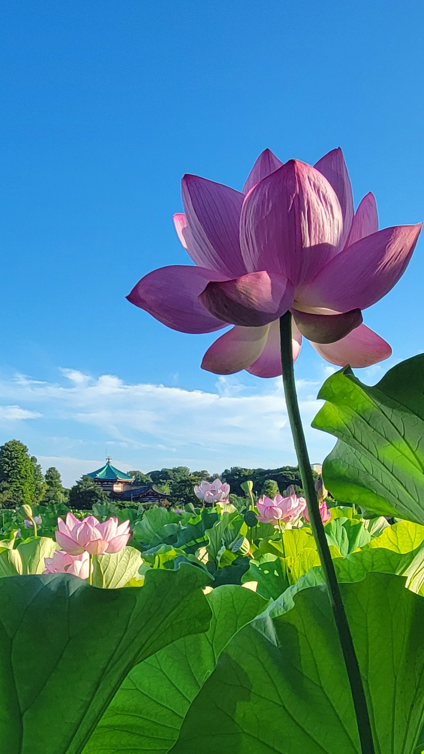 弁天堂で美しい蓮の花と歴史ある建物を重ねて撮影した風景