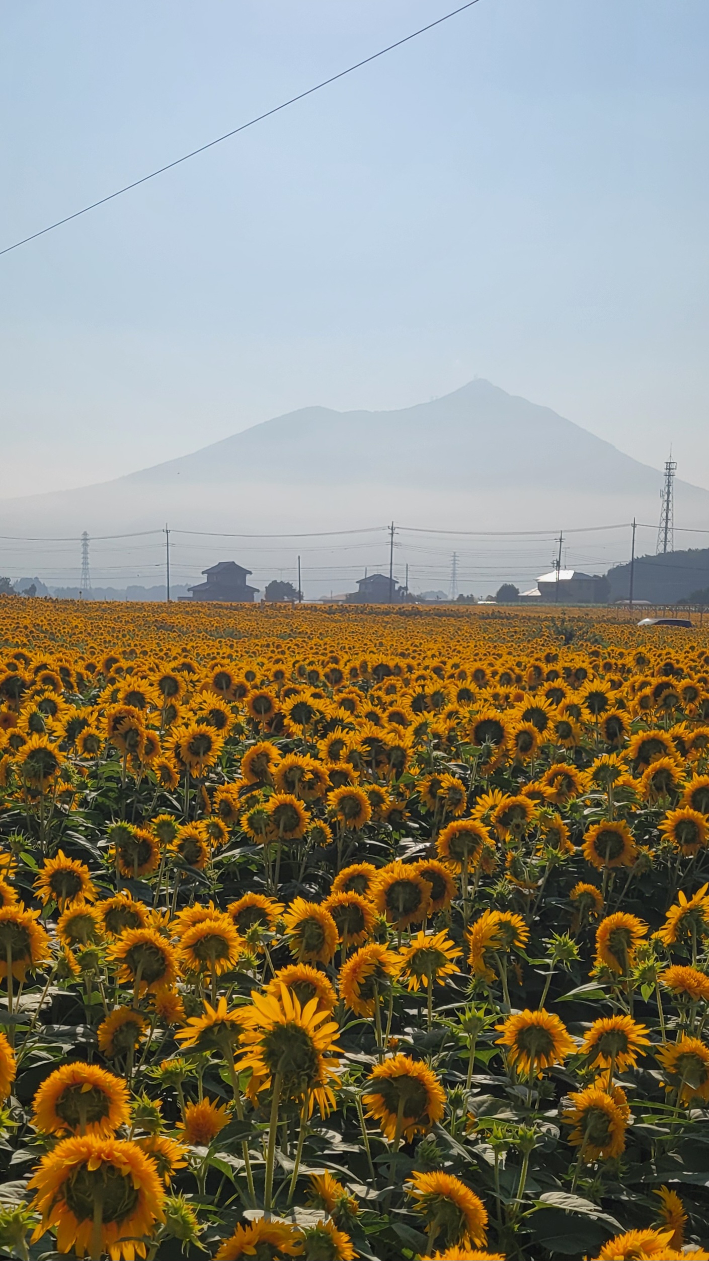 茨城県筑西市のあけのひまわりフェスティバルで、満開に咲き誇る八重向日葵と遠くにそびえる筑波山を一緒に撮影した夏らしい風景写真
