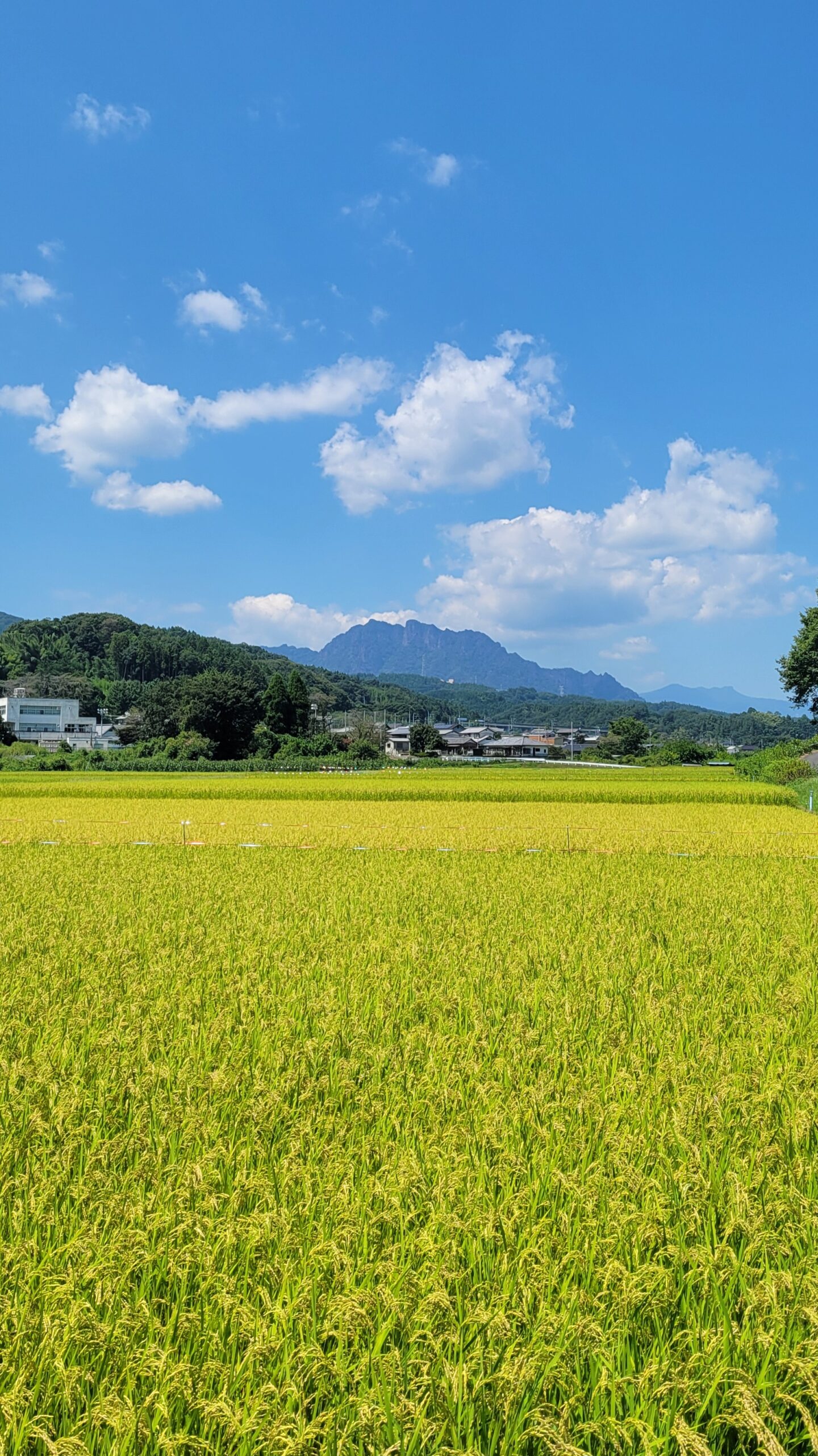 群馬県の妙義山ふもとで、黄金色に染まる収穫前の田んぼと雄大な妙義山を写した日本の原風景