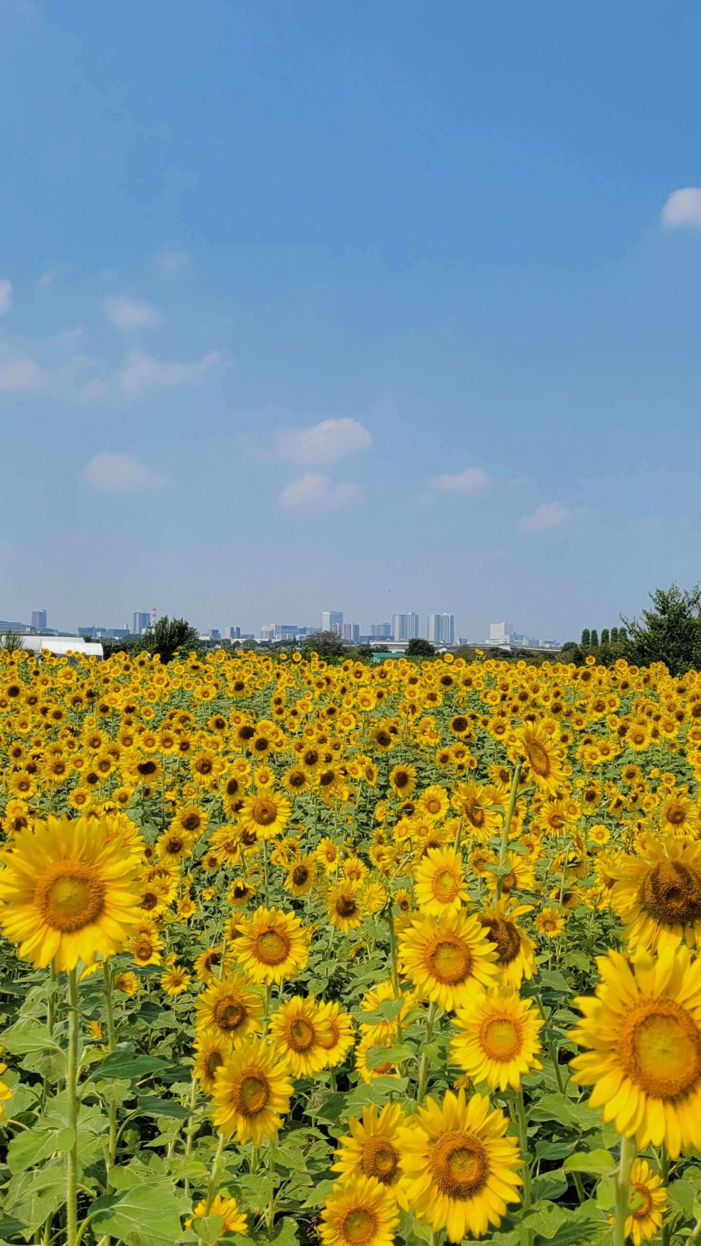 埼玉県見沼田んぼのひまわり畑で、鮮やかに咲く向日葵と背景に広がるさいたま新都心のビル群を組み合わせた都市と自然の風景