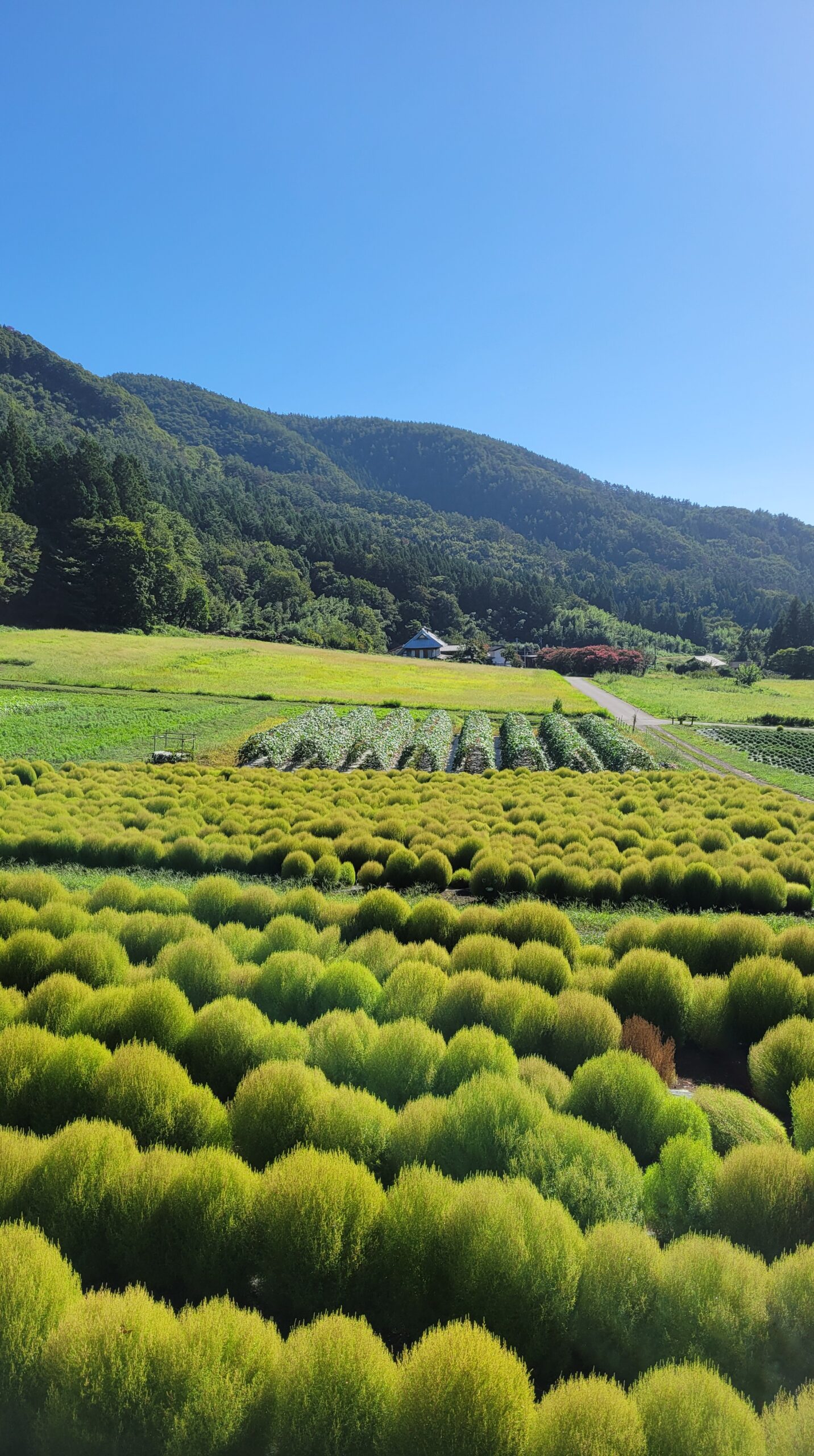 伊賀野の花畑の見晴らし台から望むコキア畑と爽やかな朝の風景
